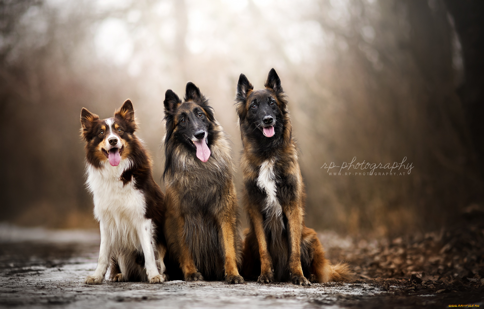 животные, собаки, друзья, природа