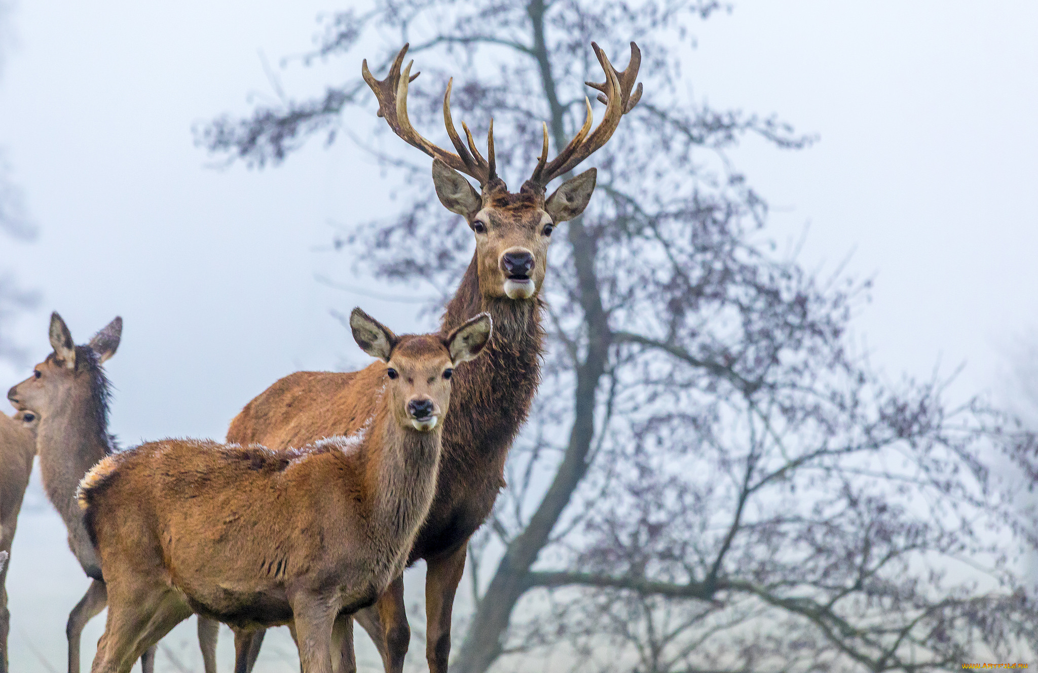 животные, олени, рога