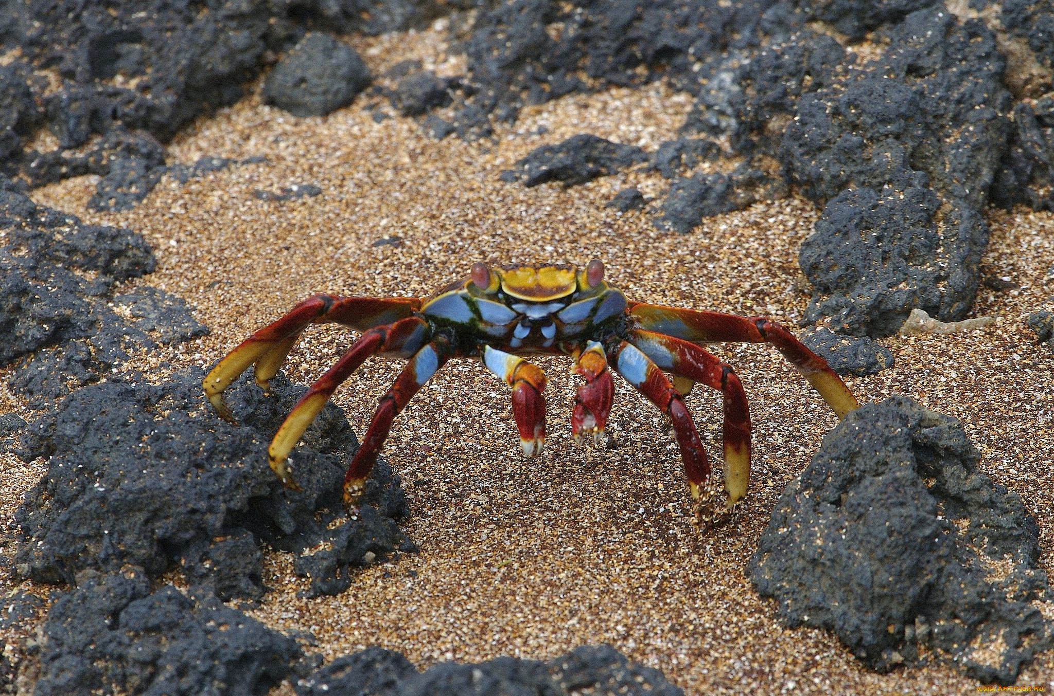 животные, крабы, , раки, крабик