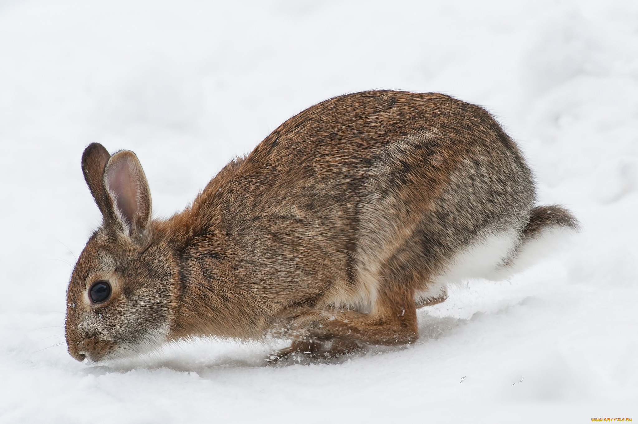 животные, кролики, , зайцы, заяц