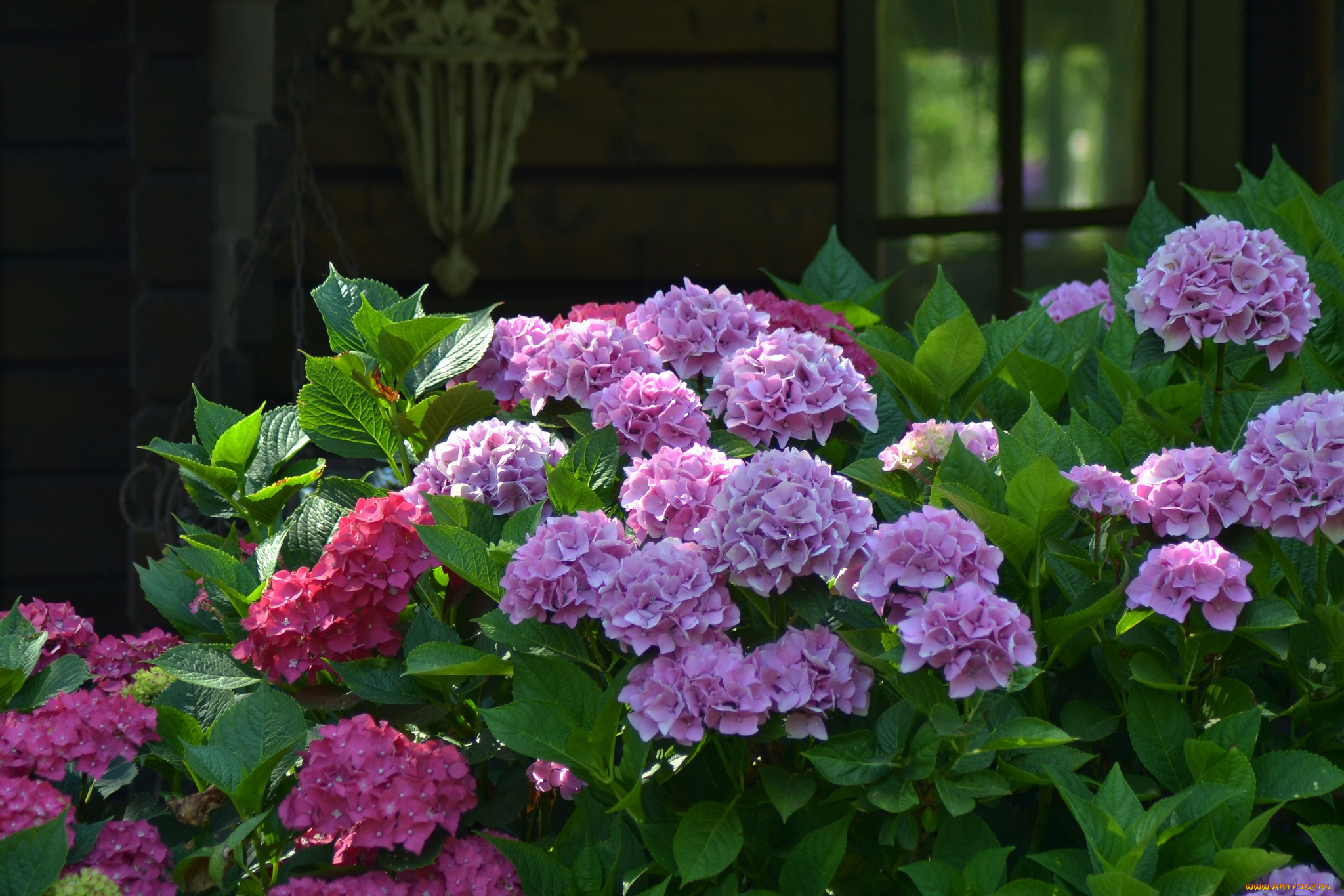 цветы, гортензия