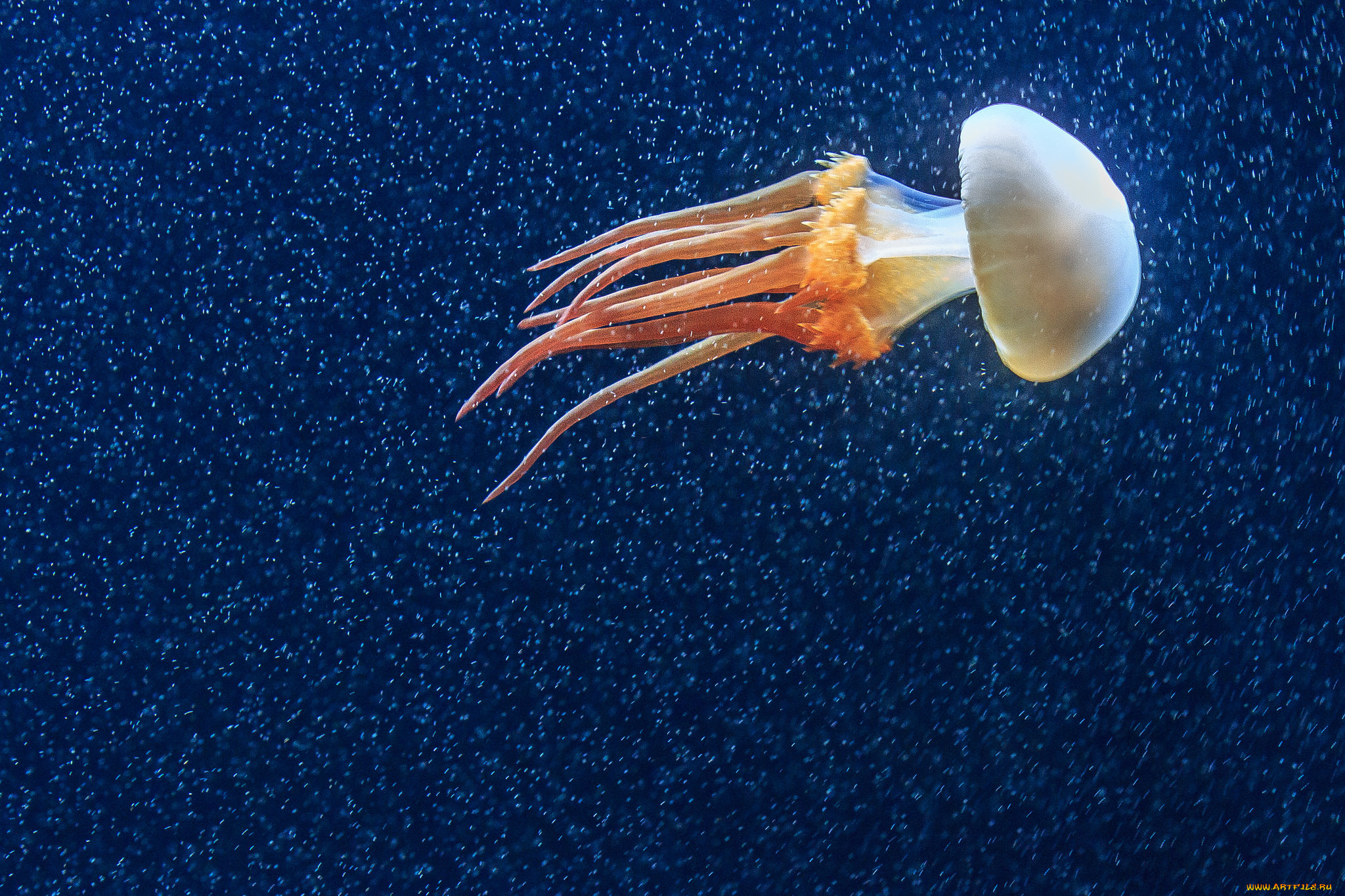 животные, медузы, океан