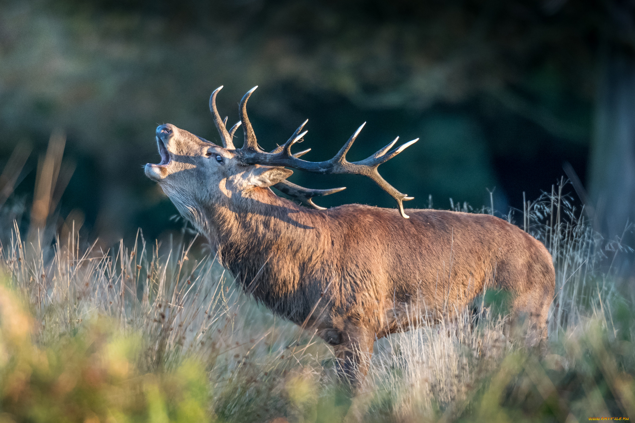 животные, олени, рога