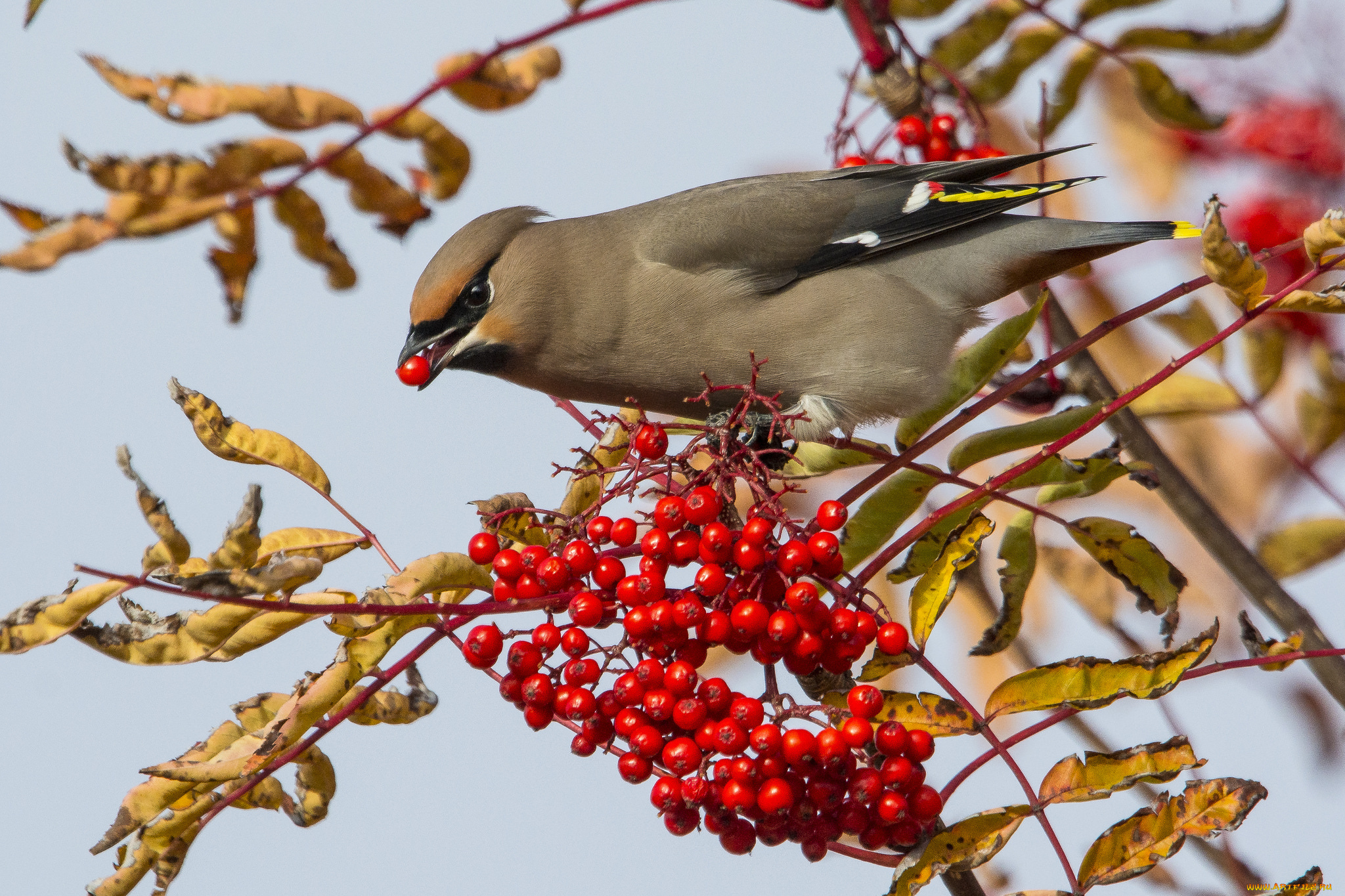 животные, птицы, птичка