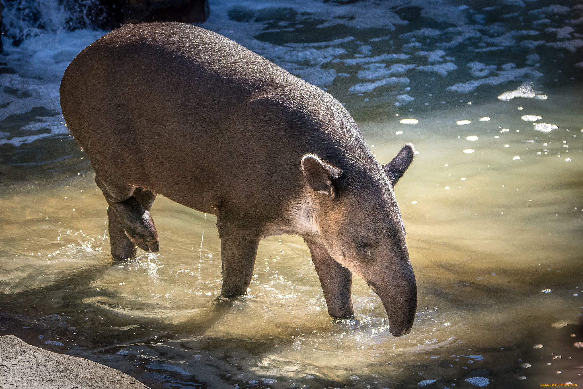 животные, тапиры, тапир