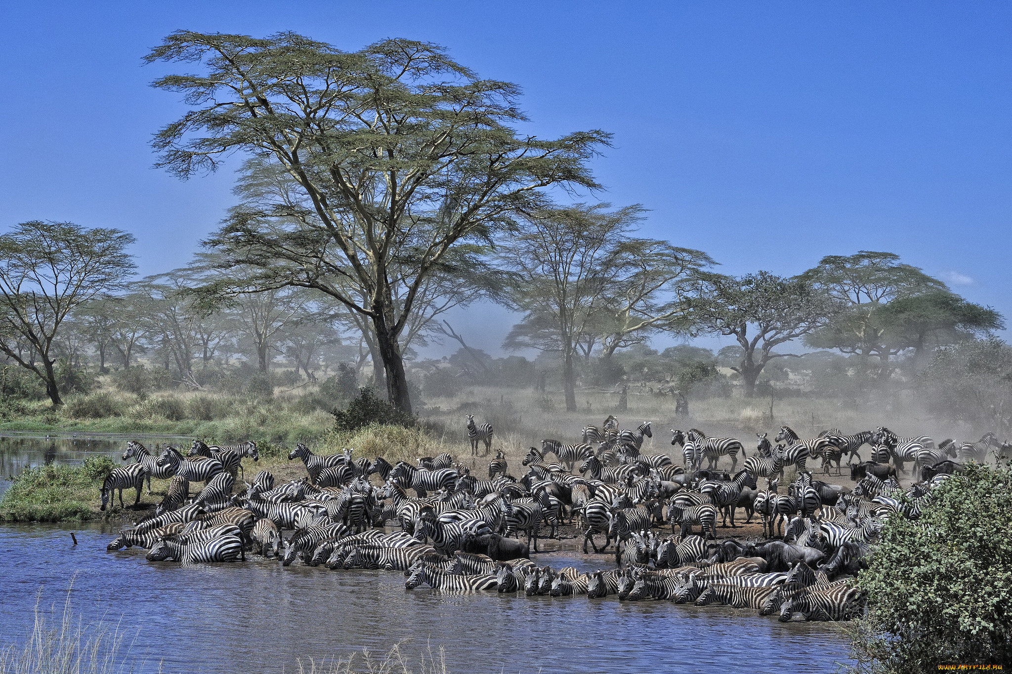 животные, зебры, водопой