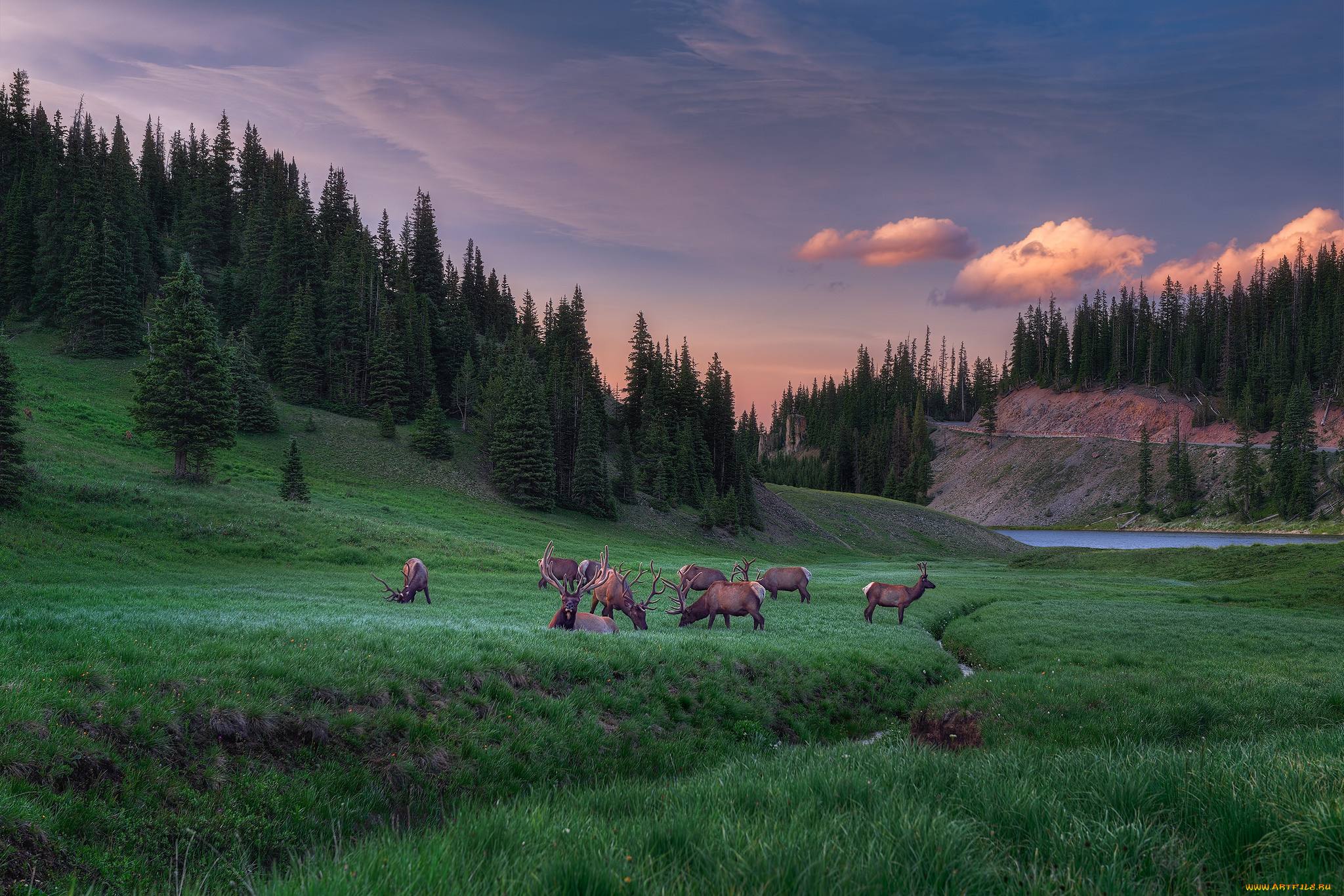 животные, олени, луг