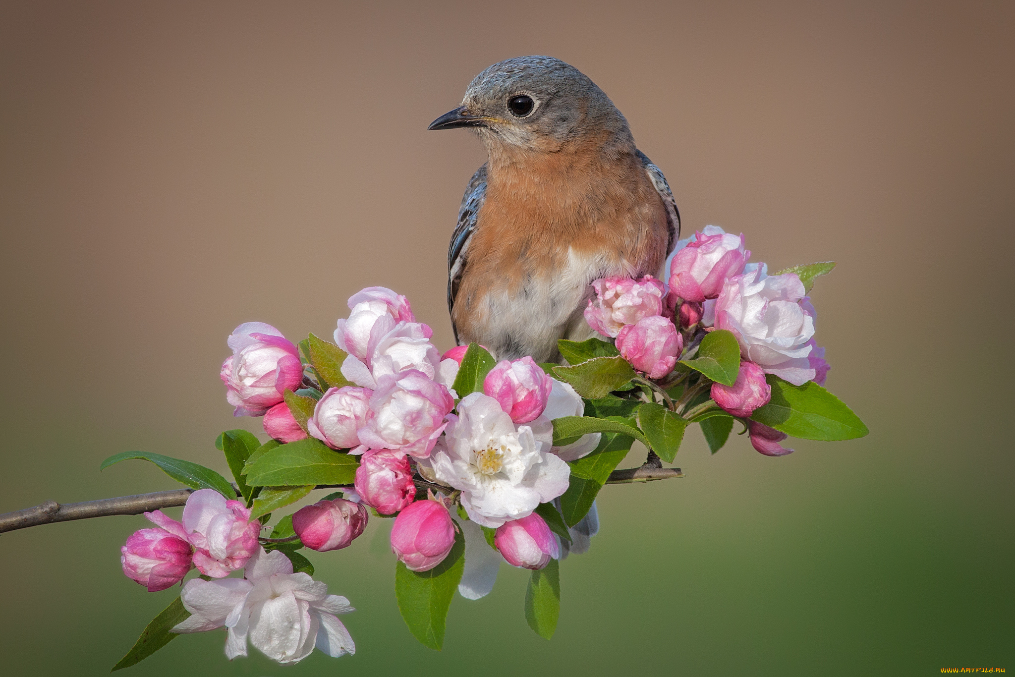 животные, птицы, птичка