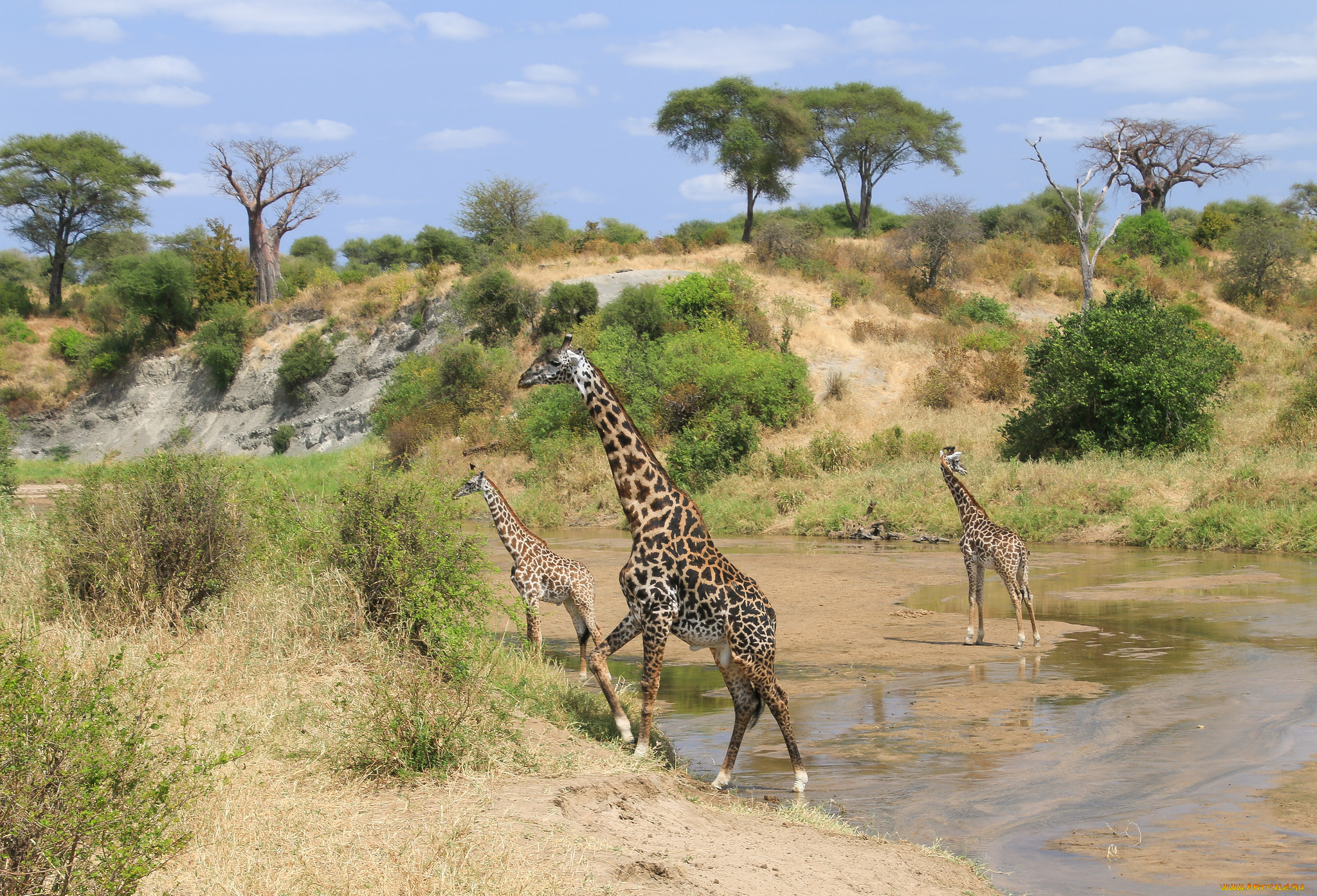 животные, жирафы, шея