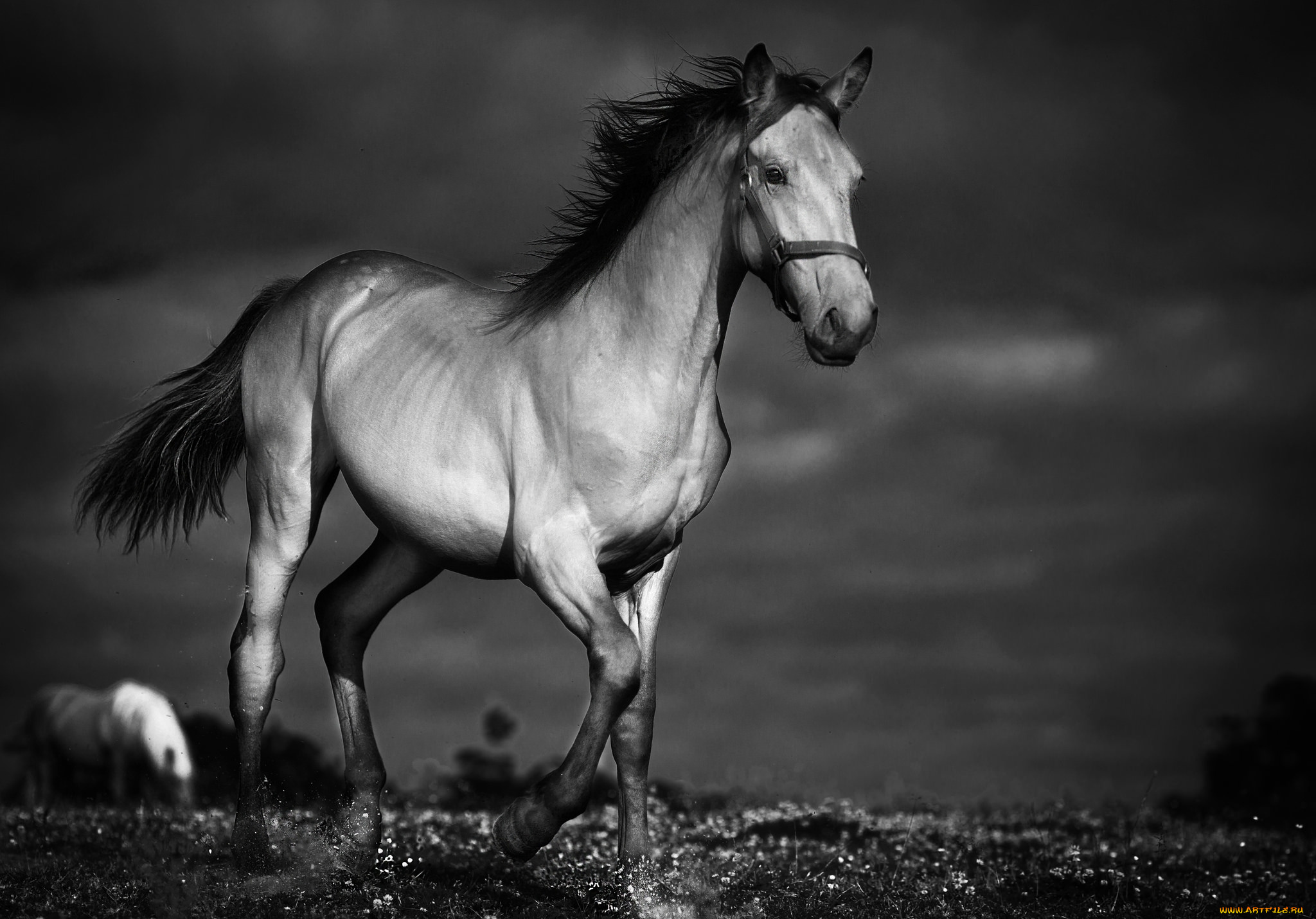 животные, лошади, лошадка