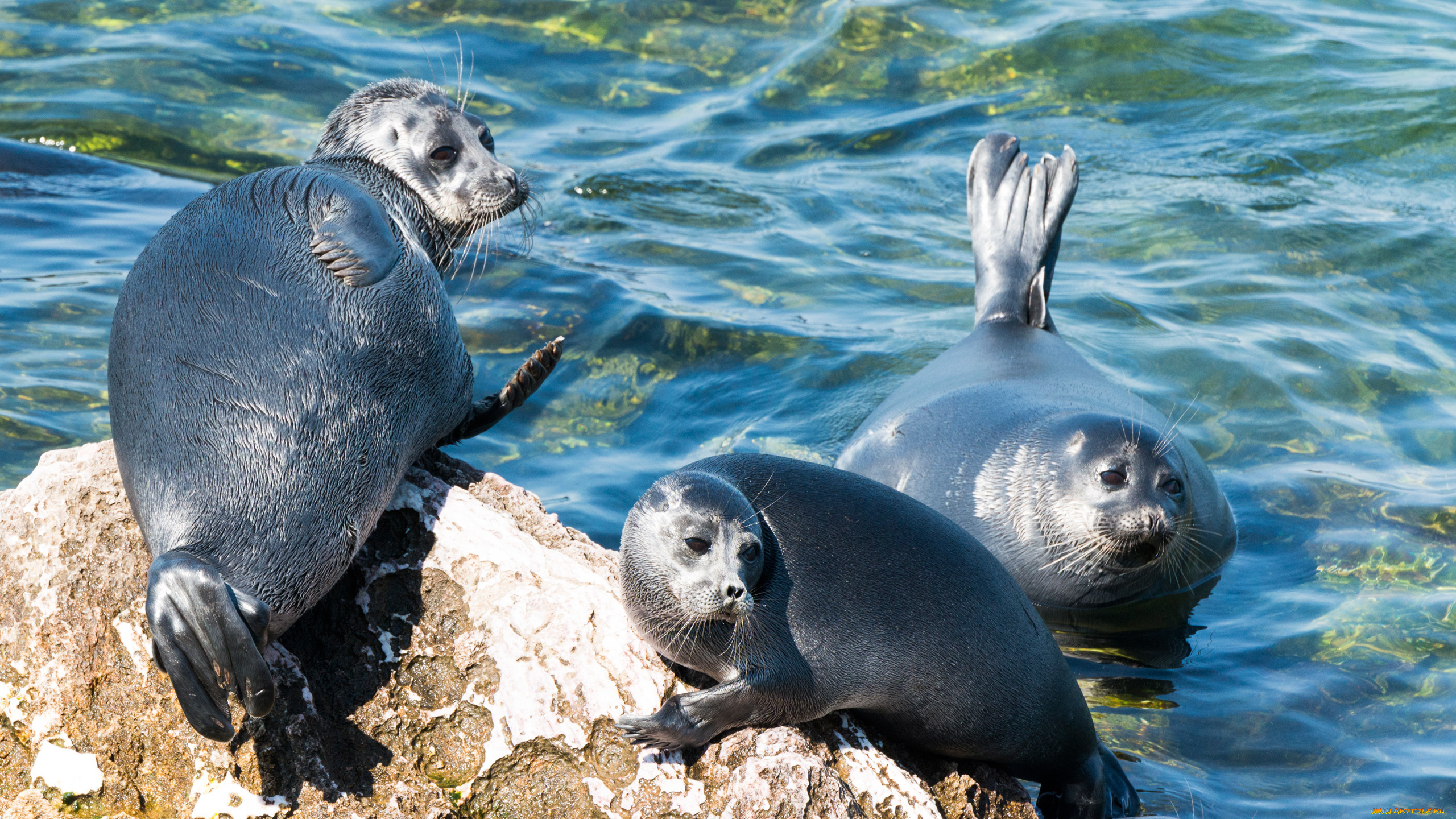 байкальская, нерпа, животные, тюлени, , морские, львы, , морские, котики, камни, берег, байкал, вода, нерпа, байкальская
