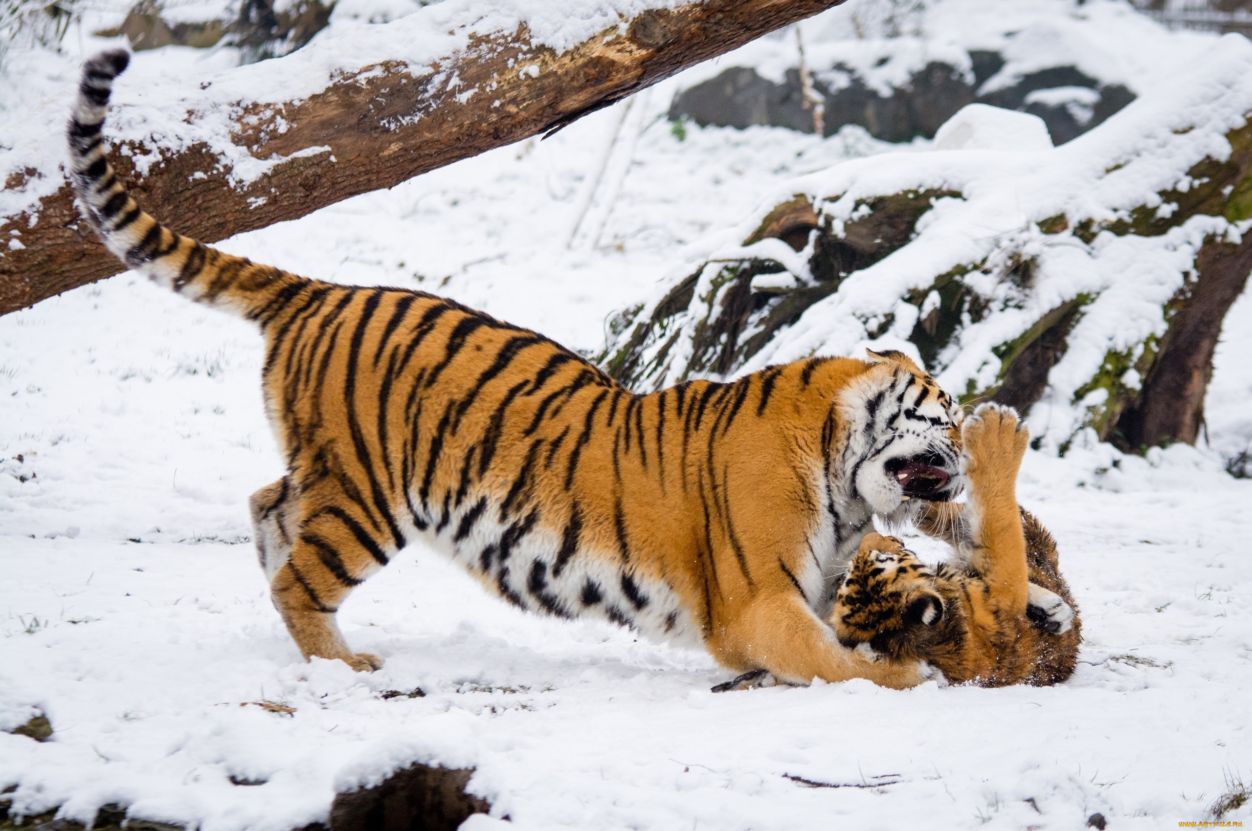 животные, тигры, амурские, парочка, семья, детёныш, игра, борьба, воспитание, снег, зоопарк