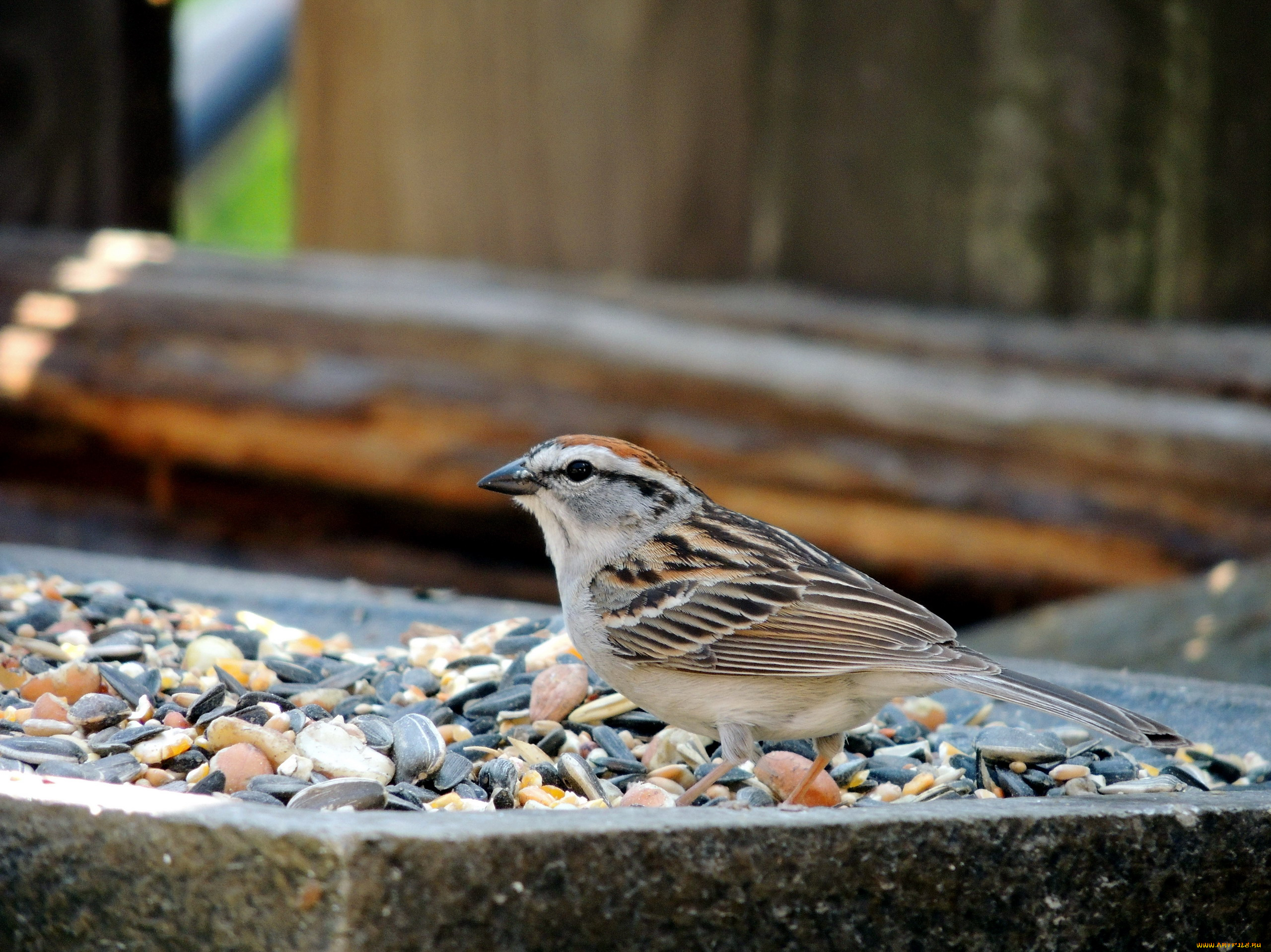 животные, воробьи, птица