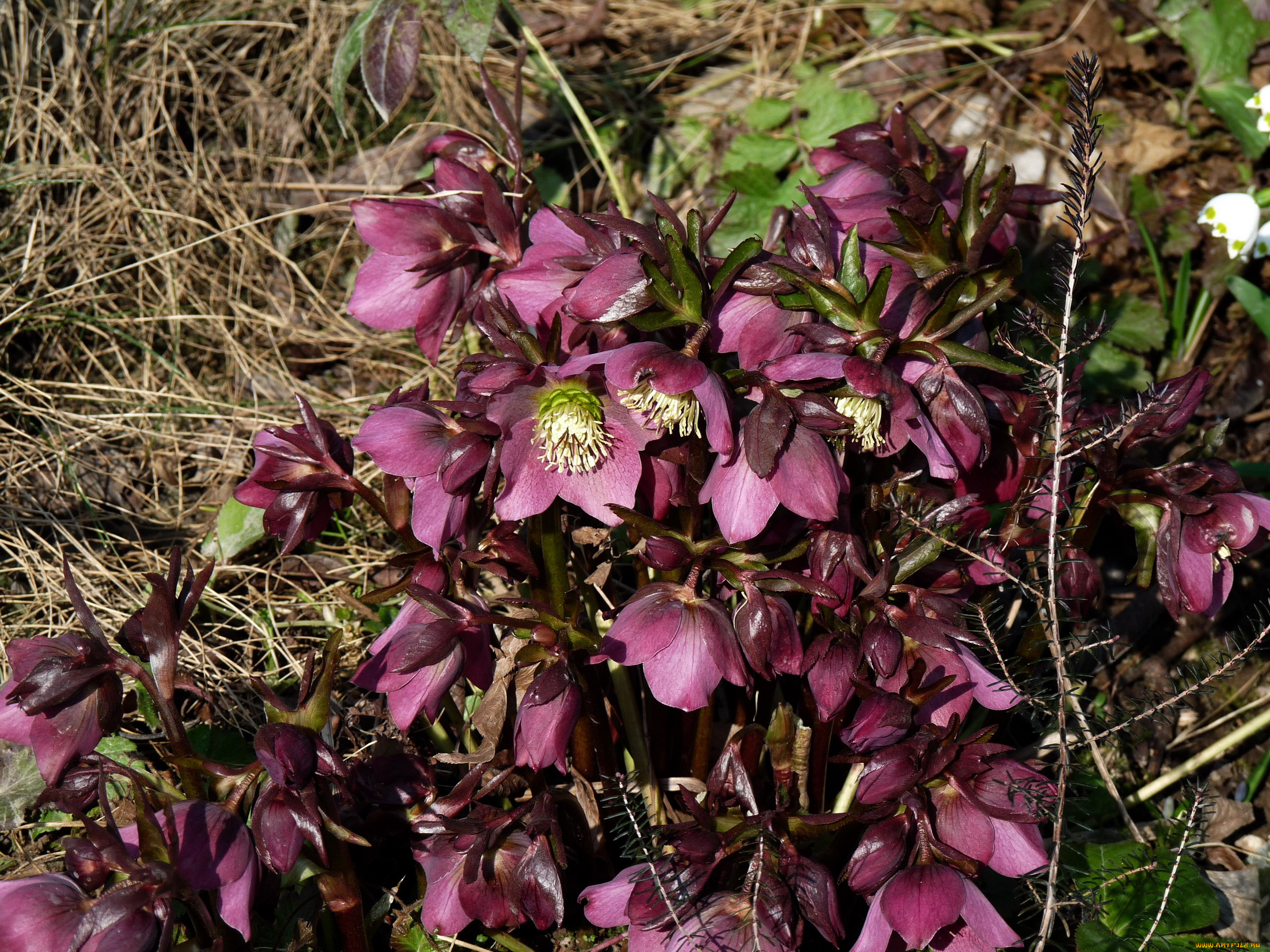 цветы, геллеборус, , морозник, первцветы
