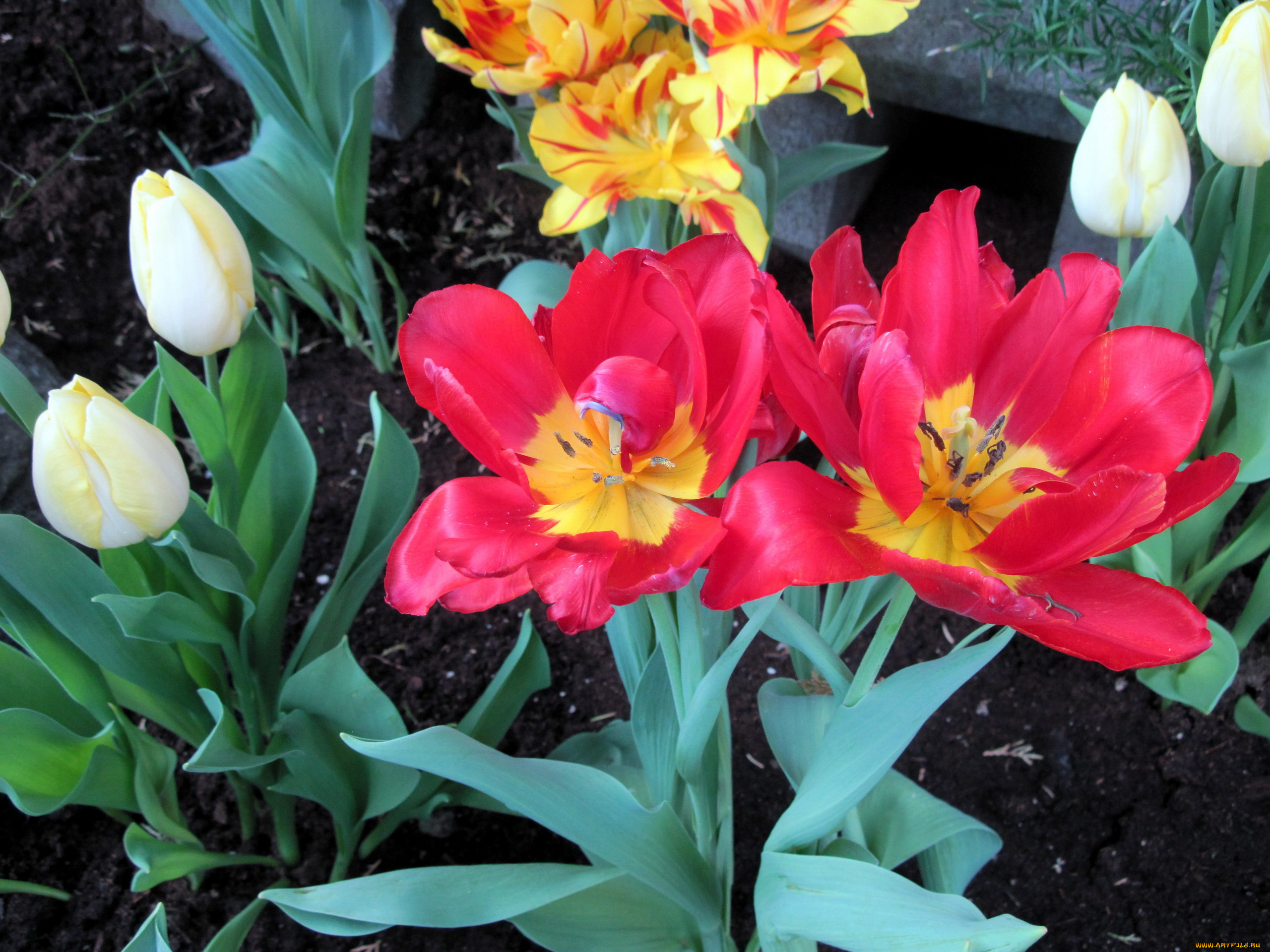 цветы, тюльпаны, бутоны