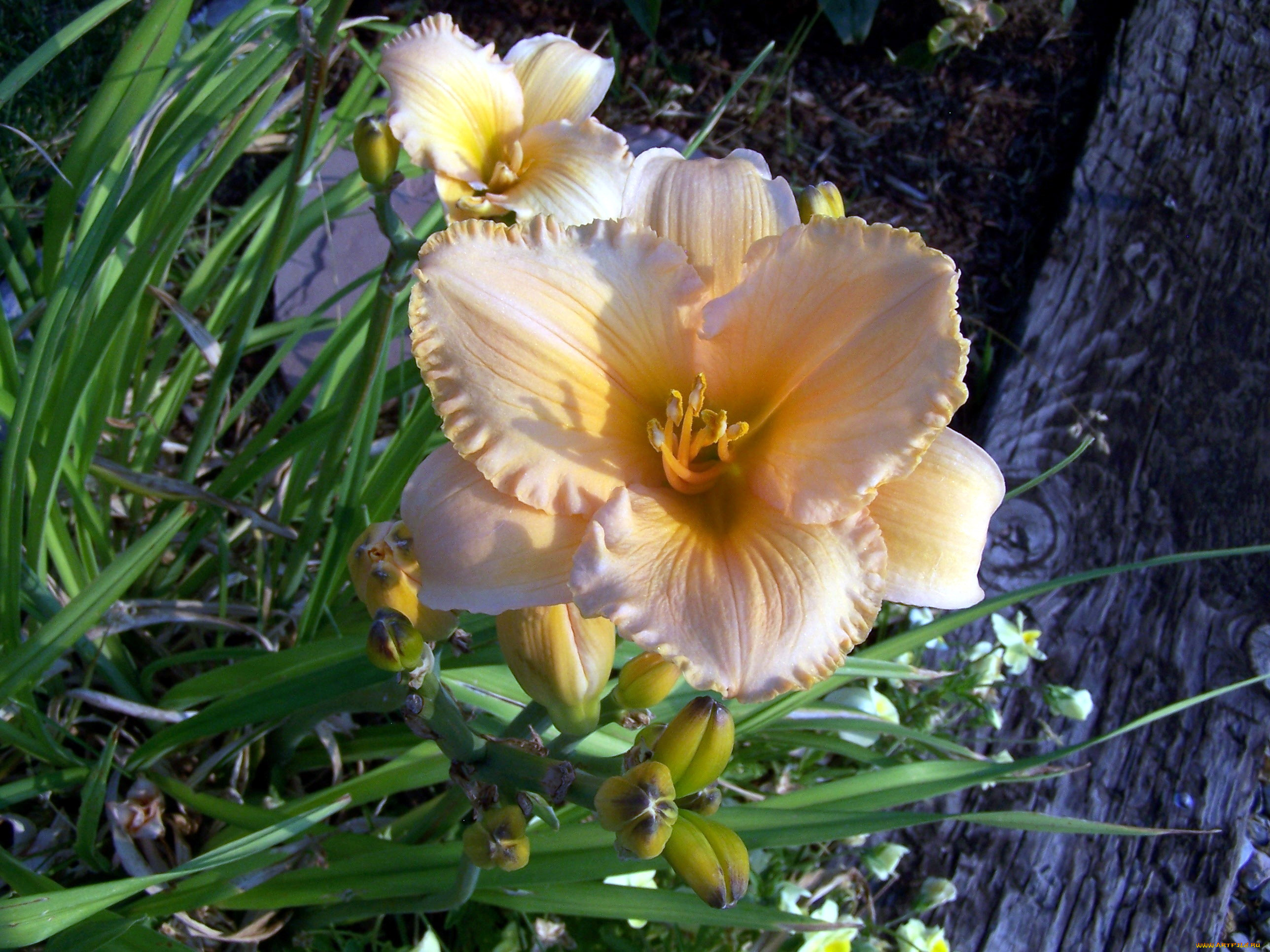 цветы, лилии, , лилейники, лилейник