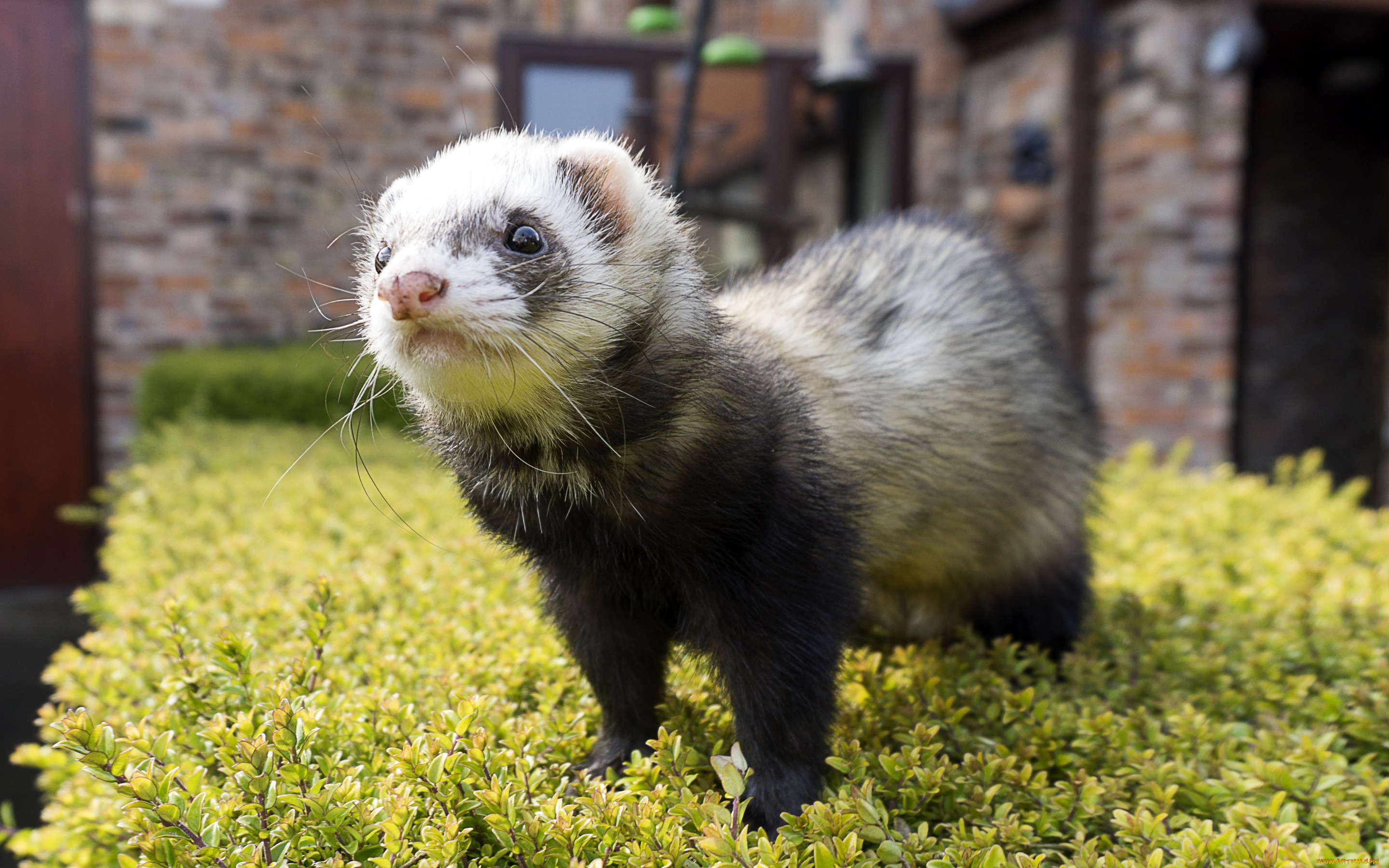 животные, хорьки, , куницы, , горностаи, , ласки, , соболи, фретка, фон, мордочка, хорёк