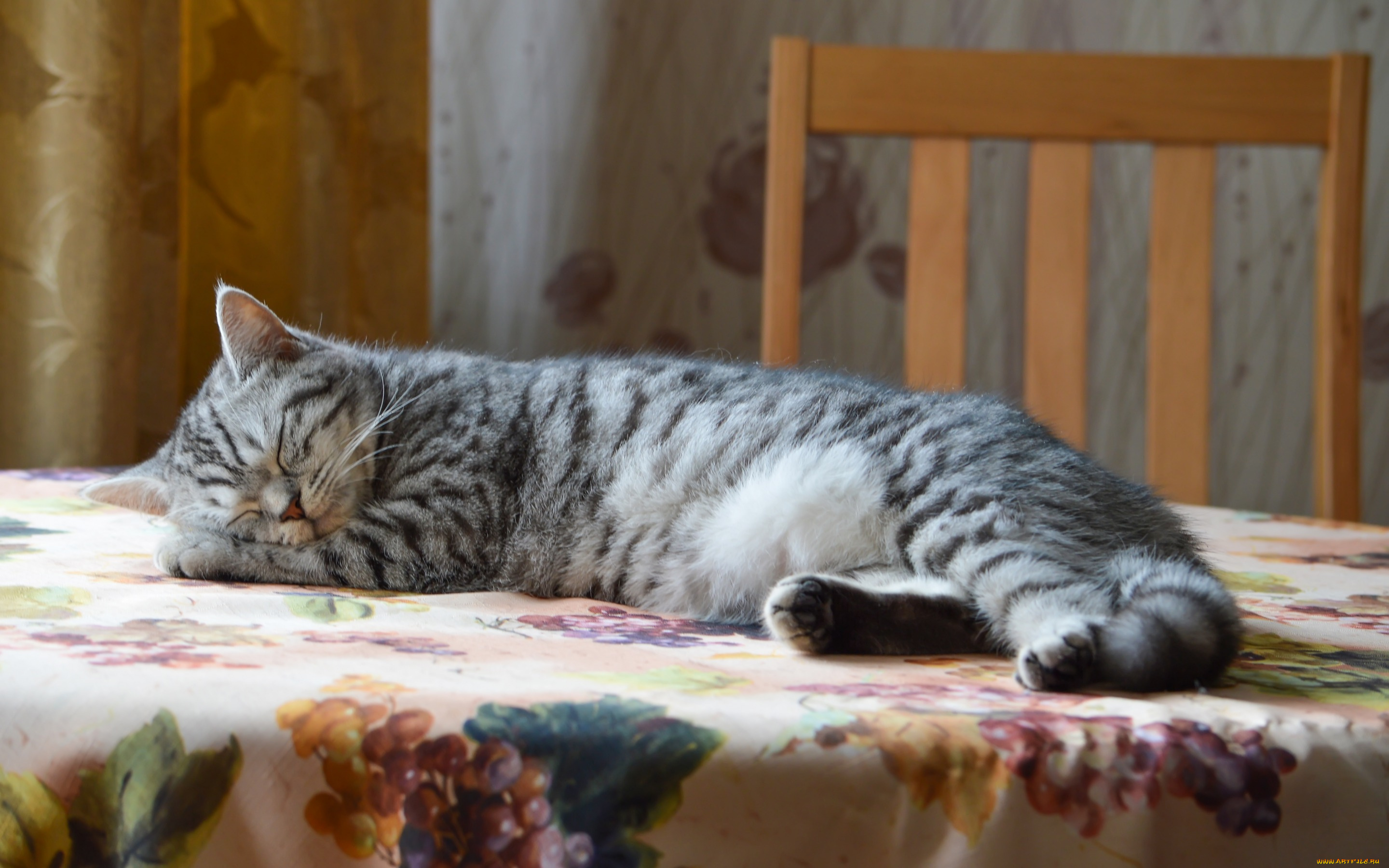 животные, коты, стол, интерьер, кошка