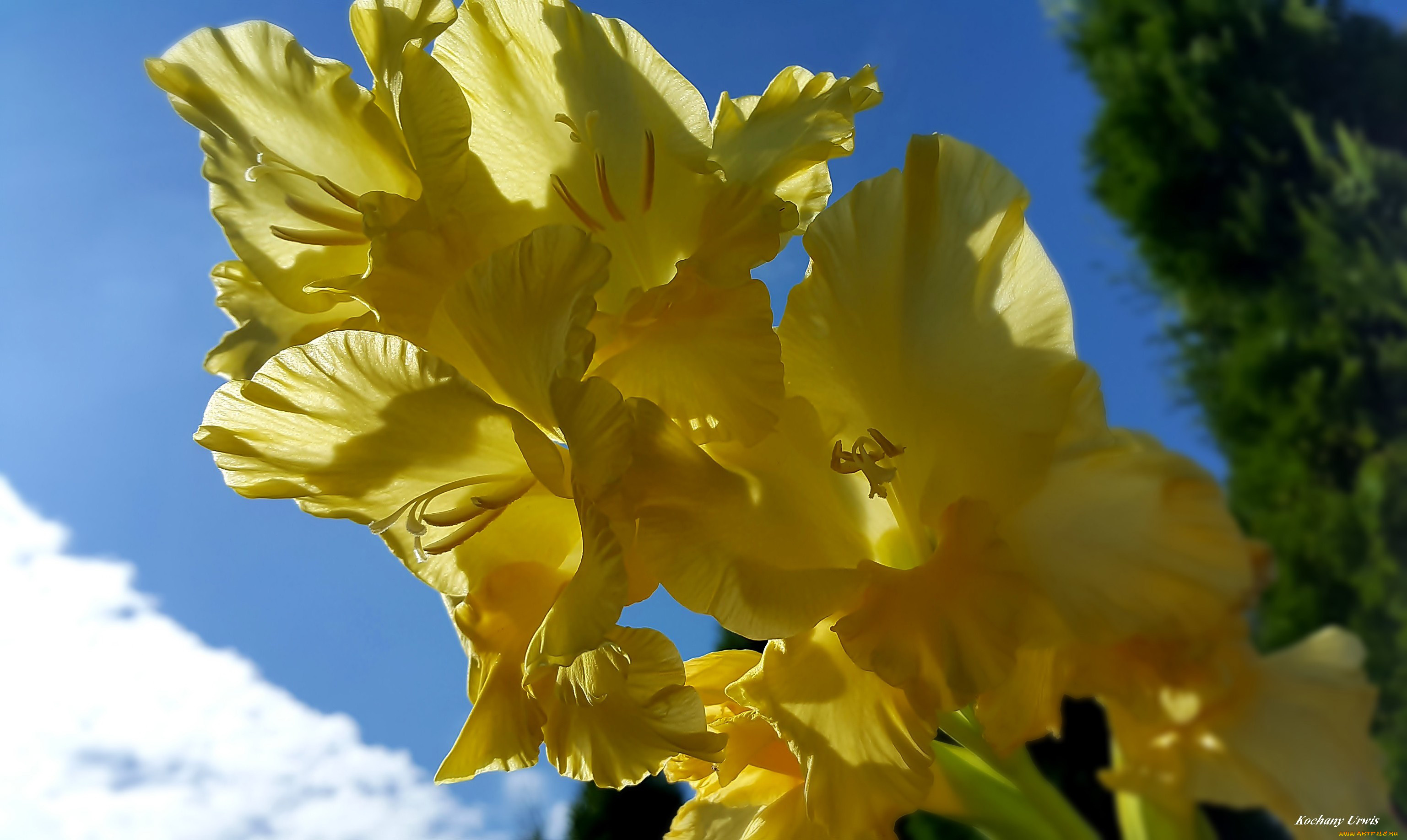 цветы, гладиолусы, желтый