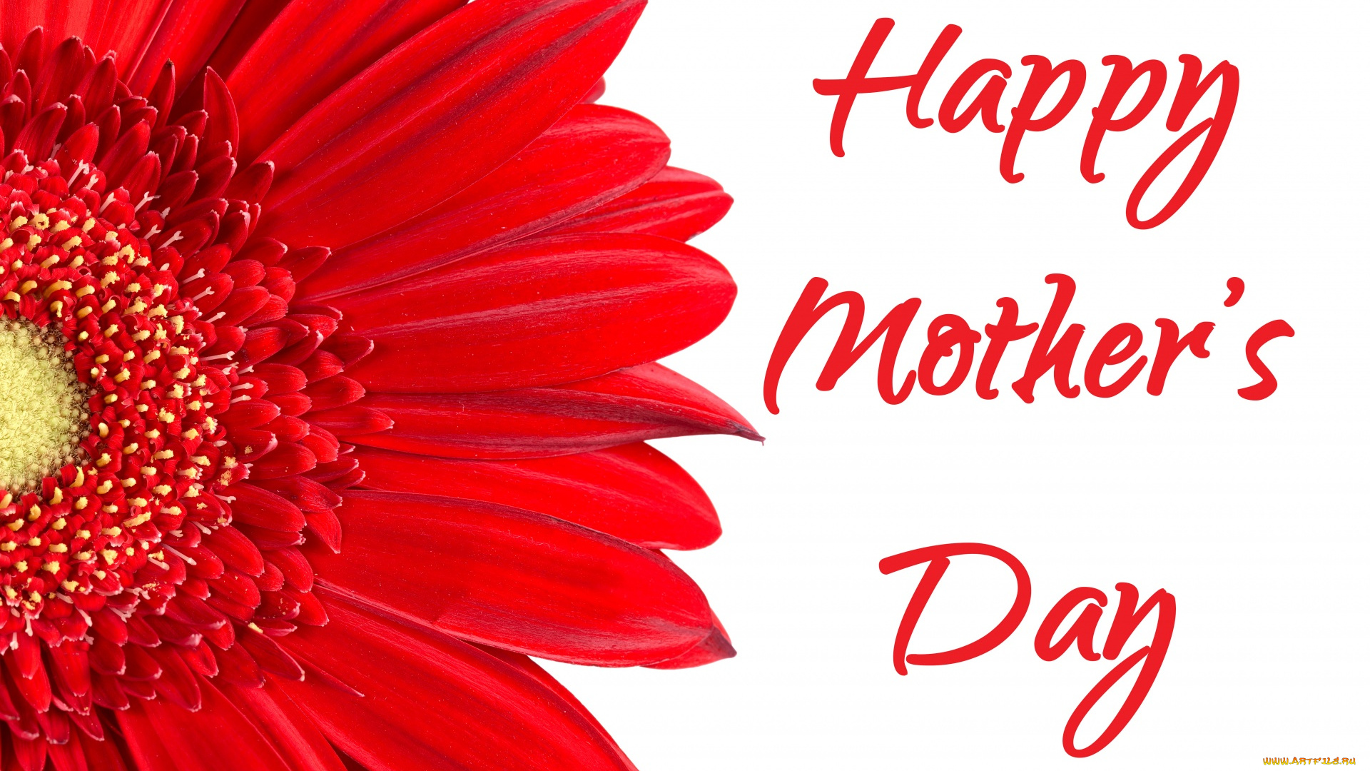 праздничные, день, матери, гербера, надпись