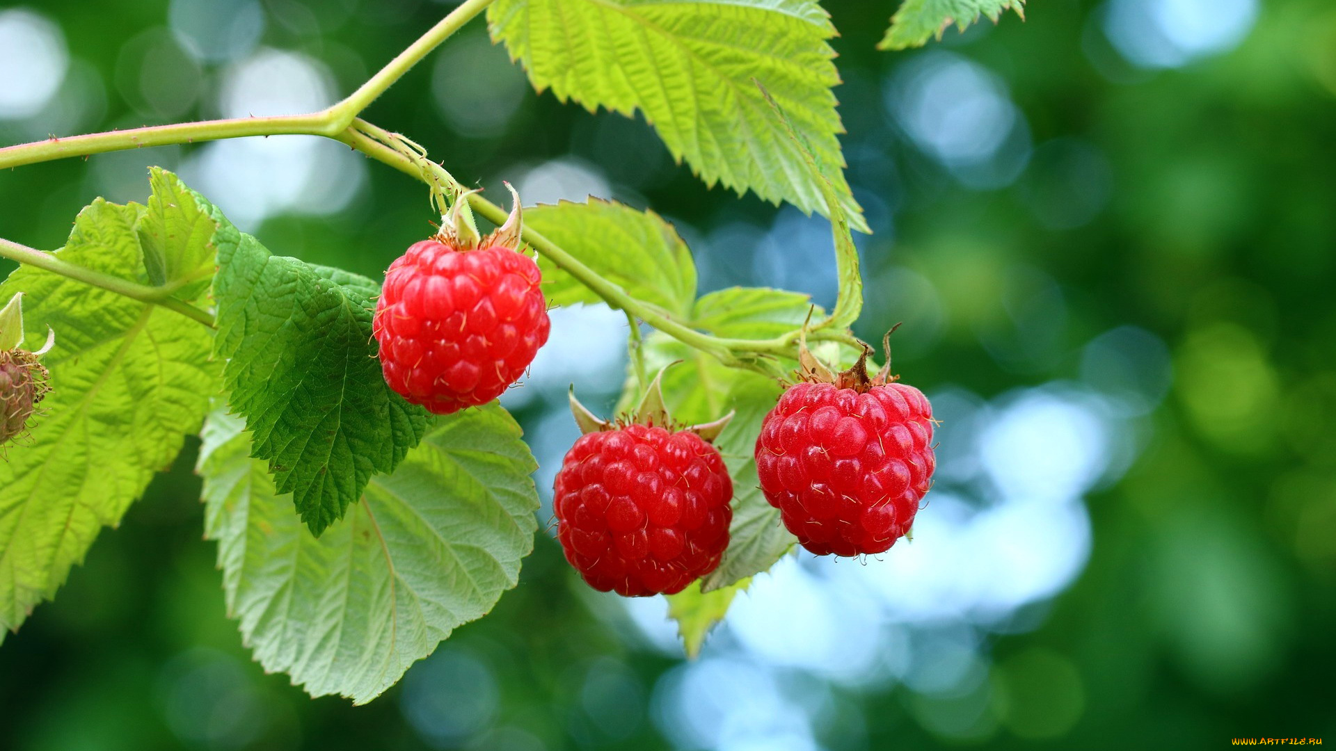 природа, ягоды, малина
