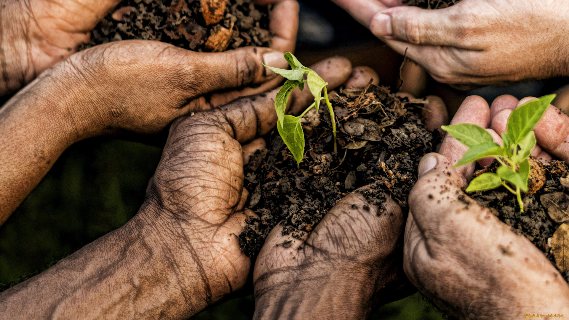 разное, руки, , ноги, земля, ростки