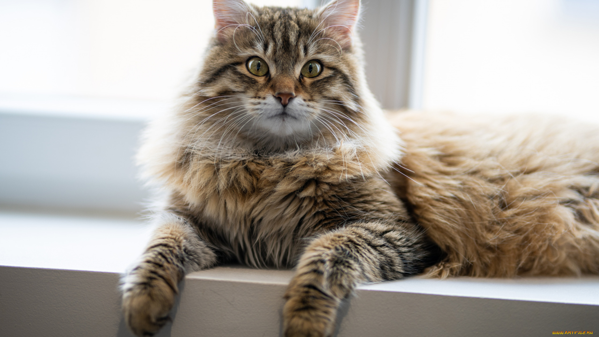 животные, коты, кошка, взгляд, на, подоконнике, котейка