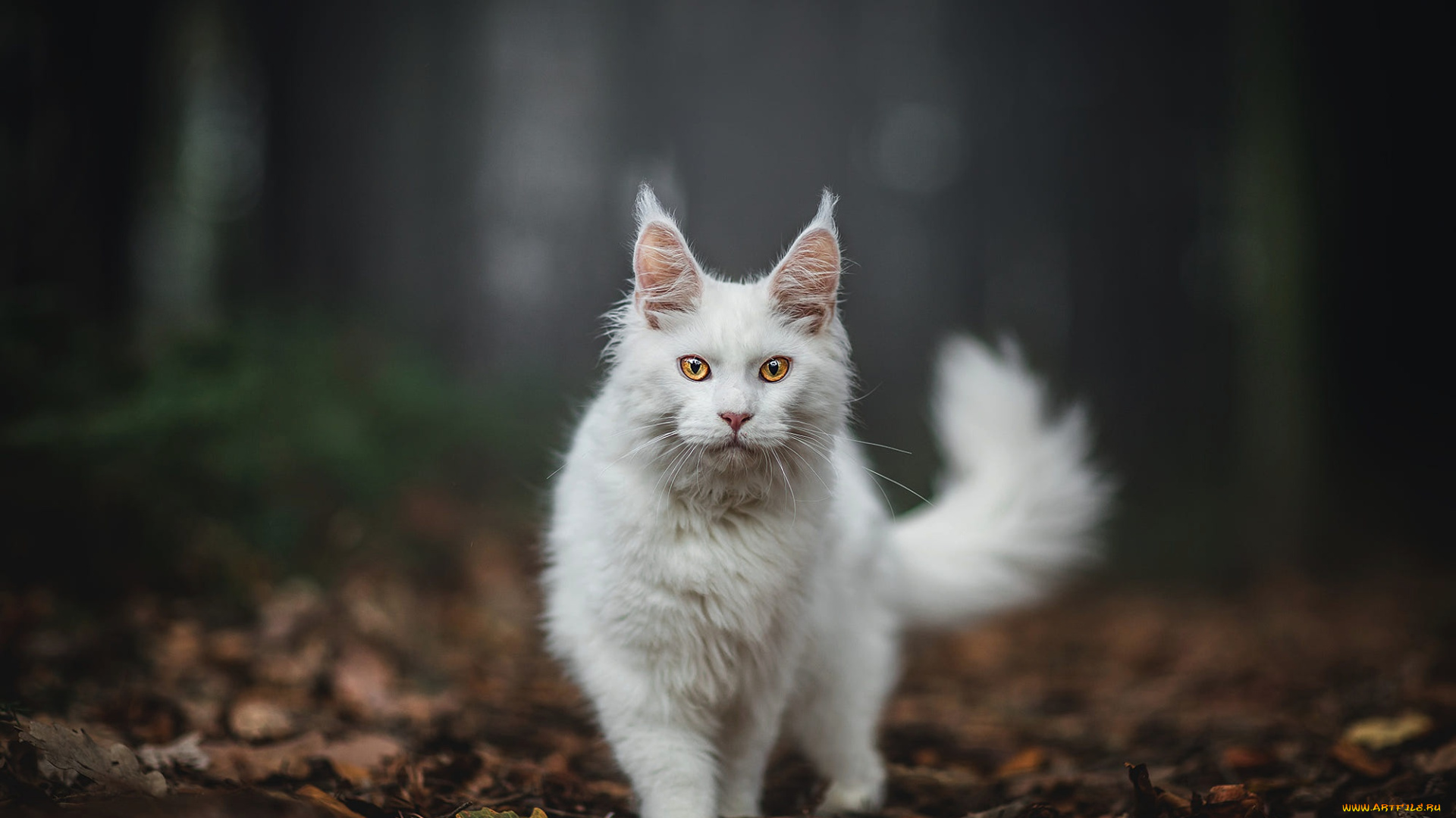 животные, коты, осень, лес, кошка, белый, кот, взгляд, листья, природа, поза, темный, фон, хвост, прогулка, стоит, мордашка, кисточки, боке