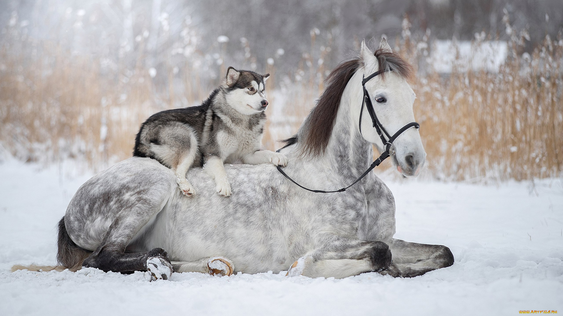 животные, разные, вместе, дружба