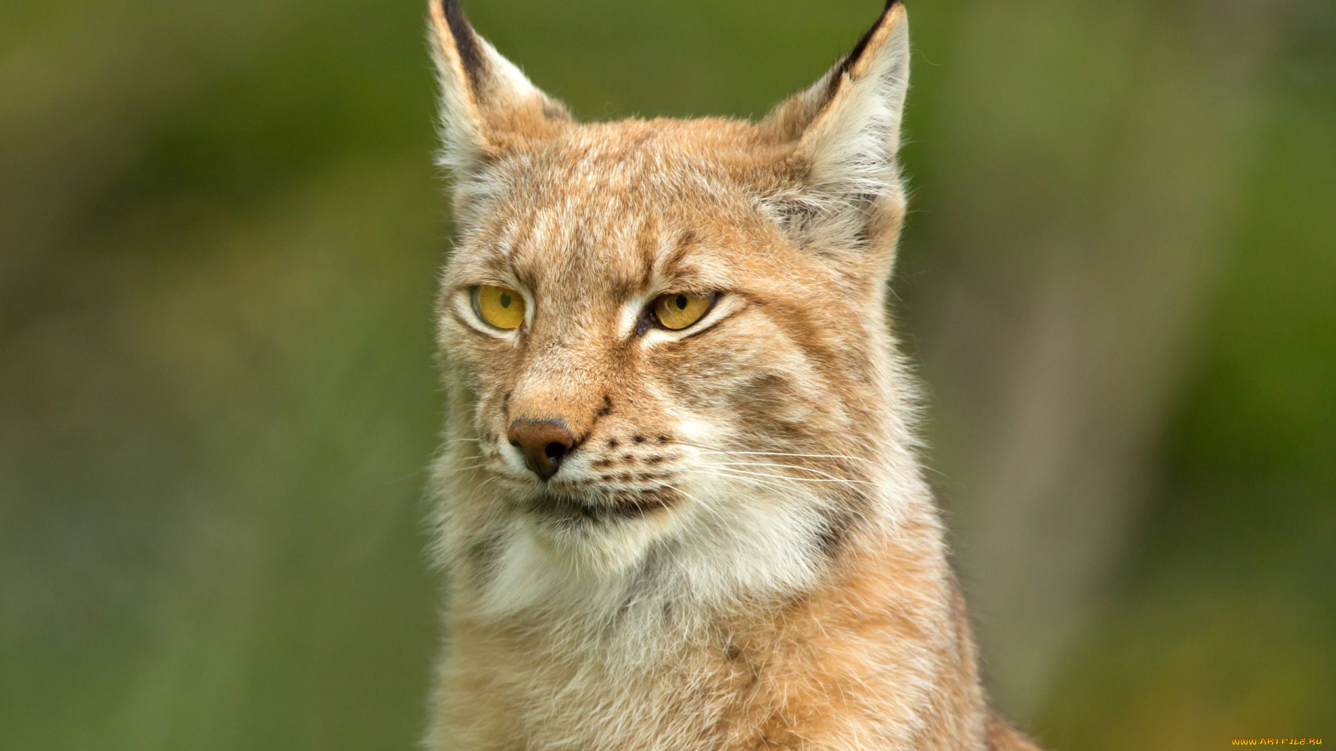 животные, рыси, морда, фон, портрет, рысь, дикая, кошка