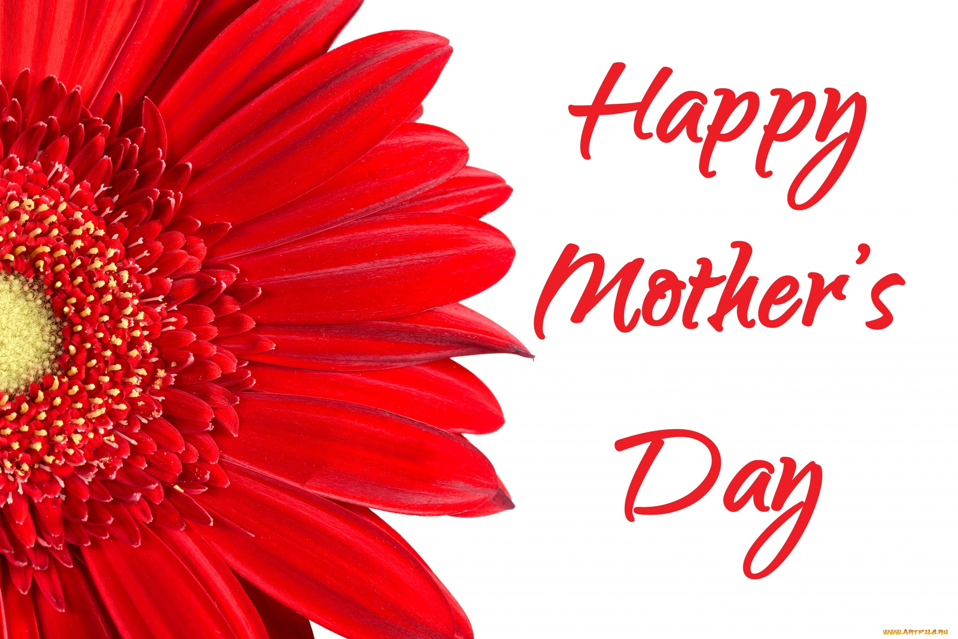 праздничные, день, матери, гербера, надпись
