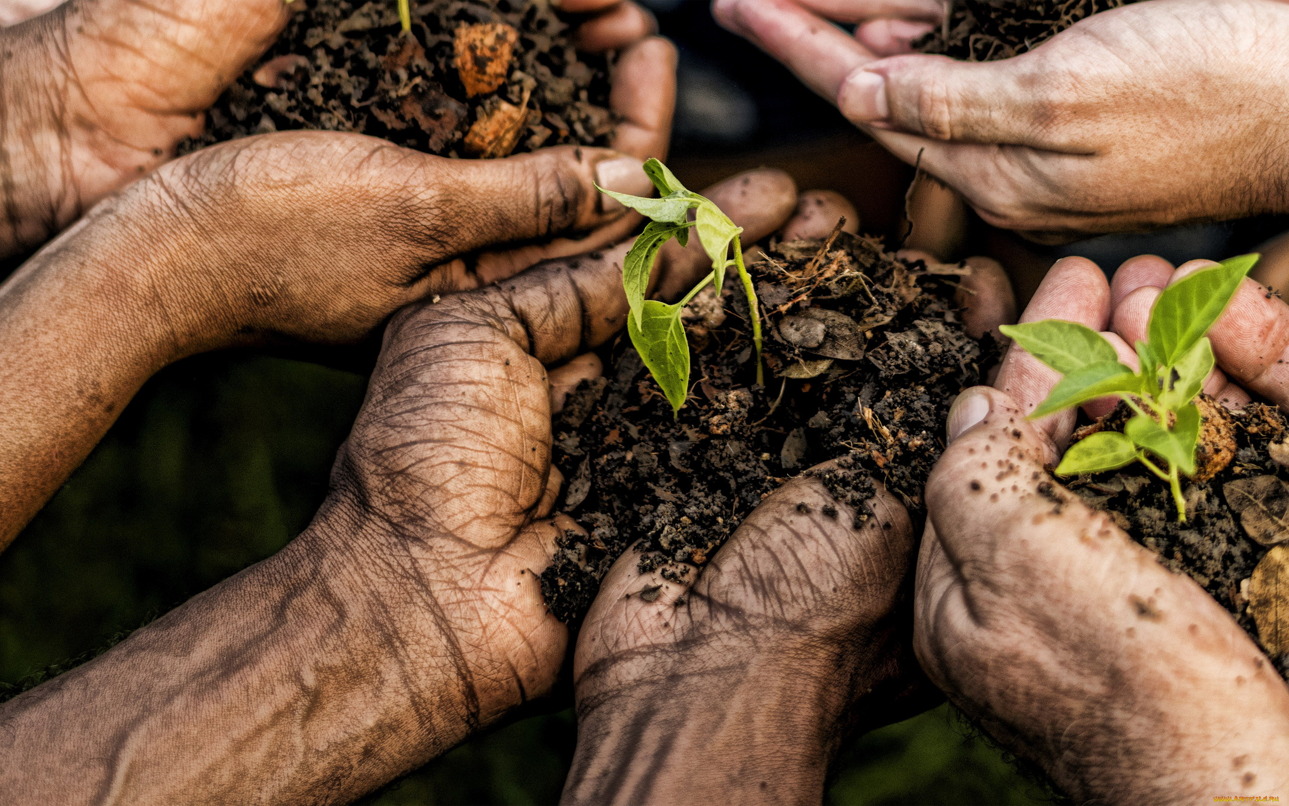 разное, руки, , ноги, земля, ростки