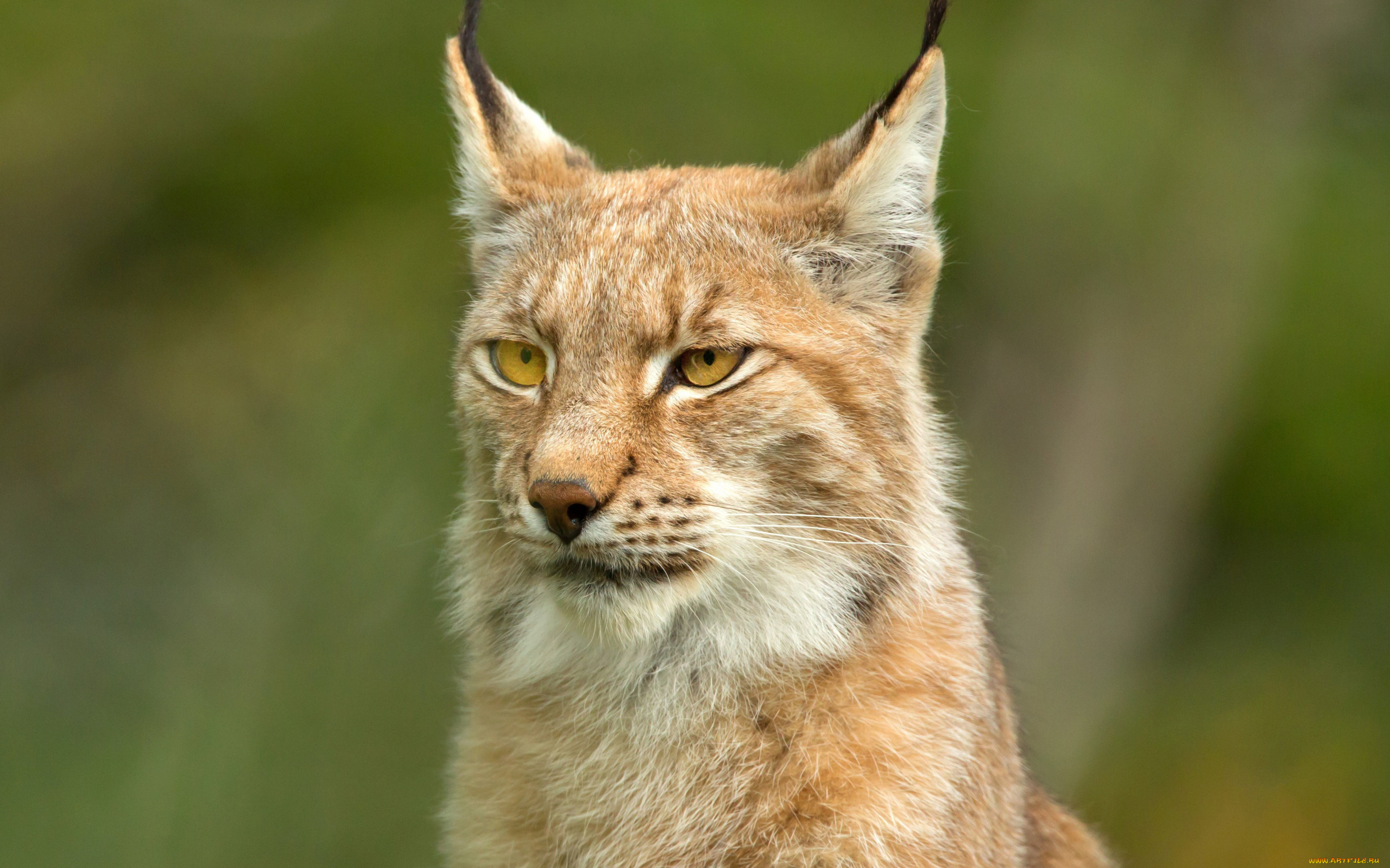 животные, рыси, морда, фон, портрет, рысь, дикая, кошка