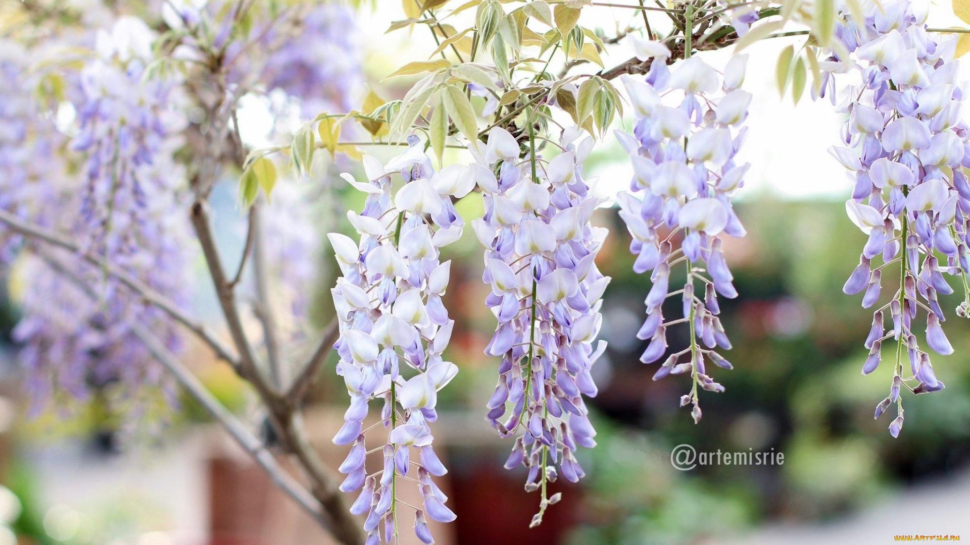цветы, глициния, ветки