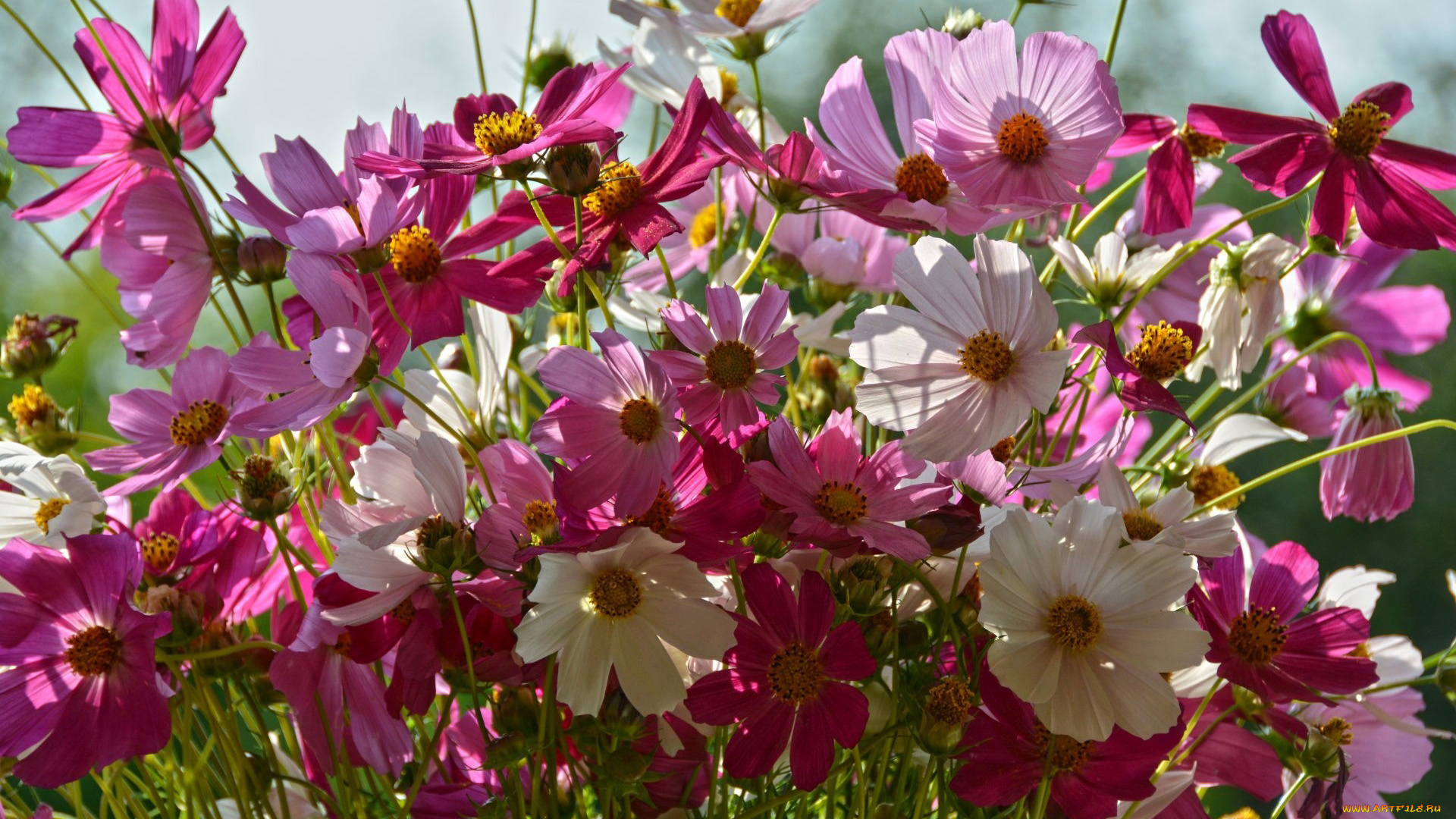 цветы, космея, разноцветная