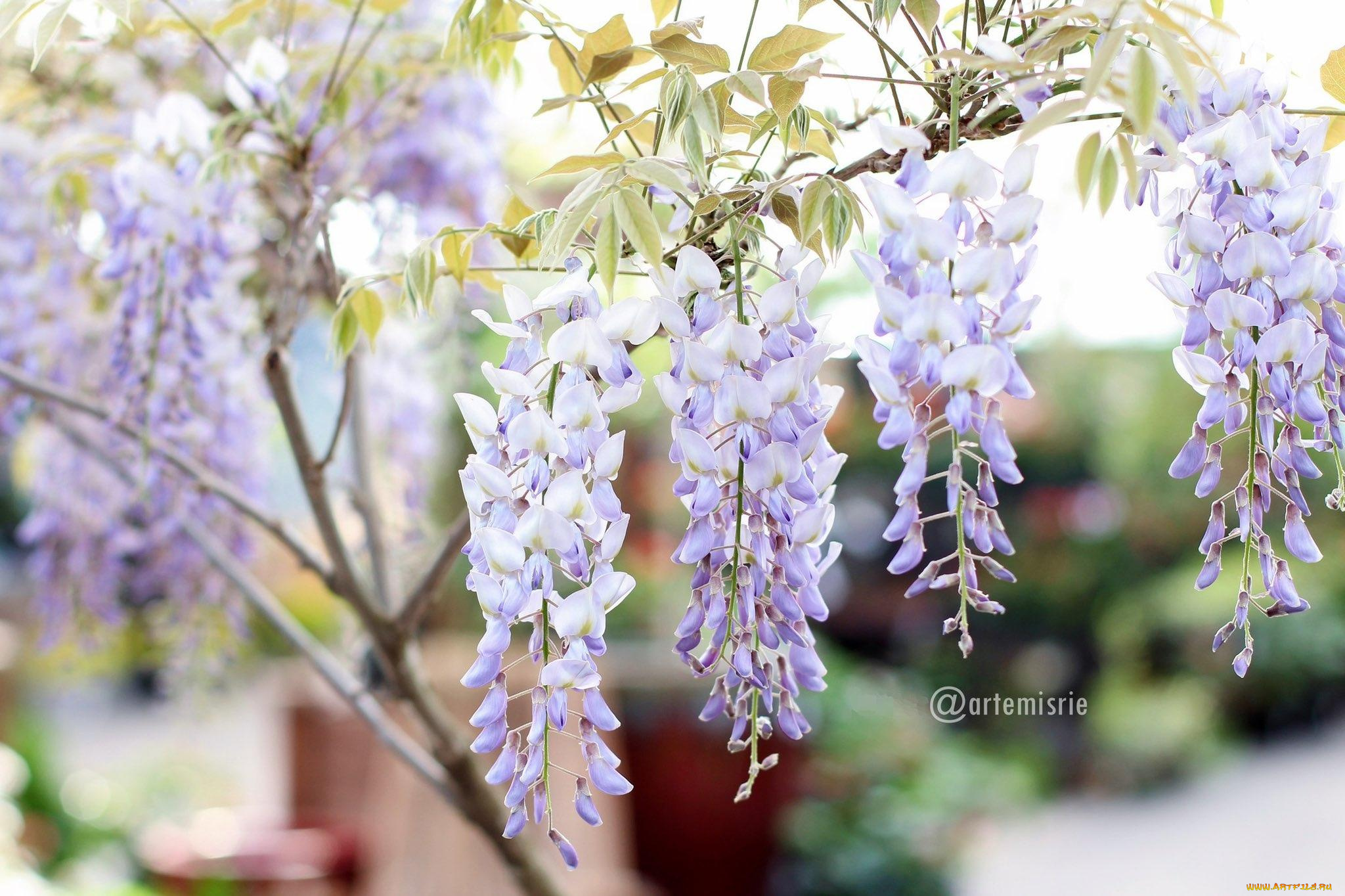 цветы, глициния, ветки
