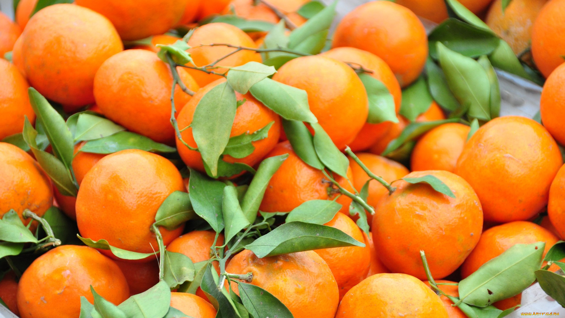 еда, цитрусы, мандарины