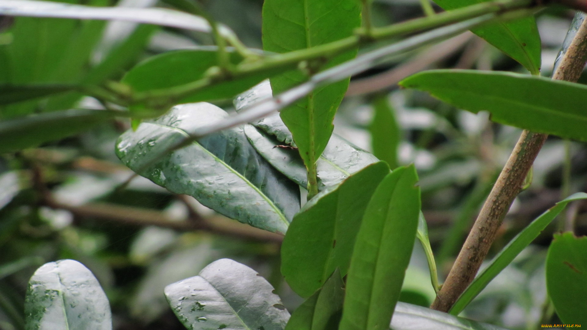 природа, листья, зеленые, капли