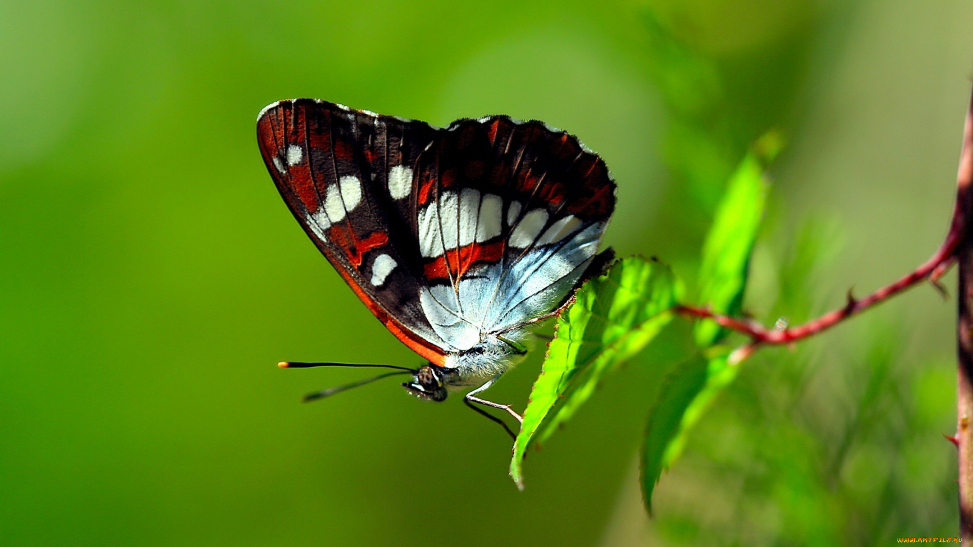 животные, бабочки, , мотыльки, , моли, бабочка, ветка, листья
