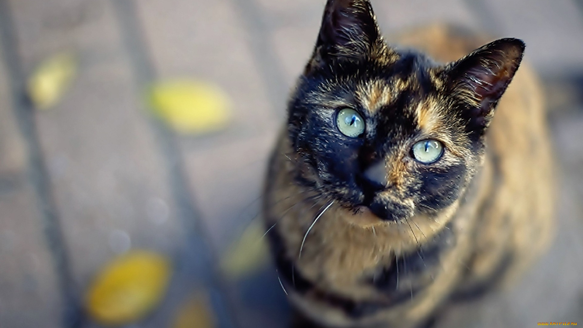 животные, коты, кошка, трехцветная, листья