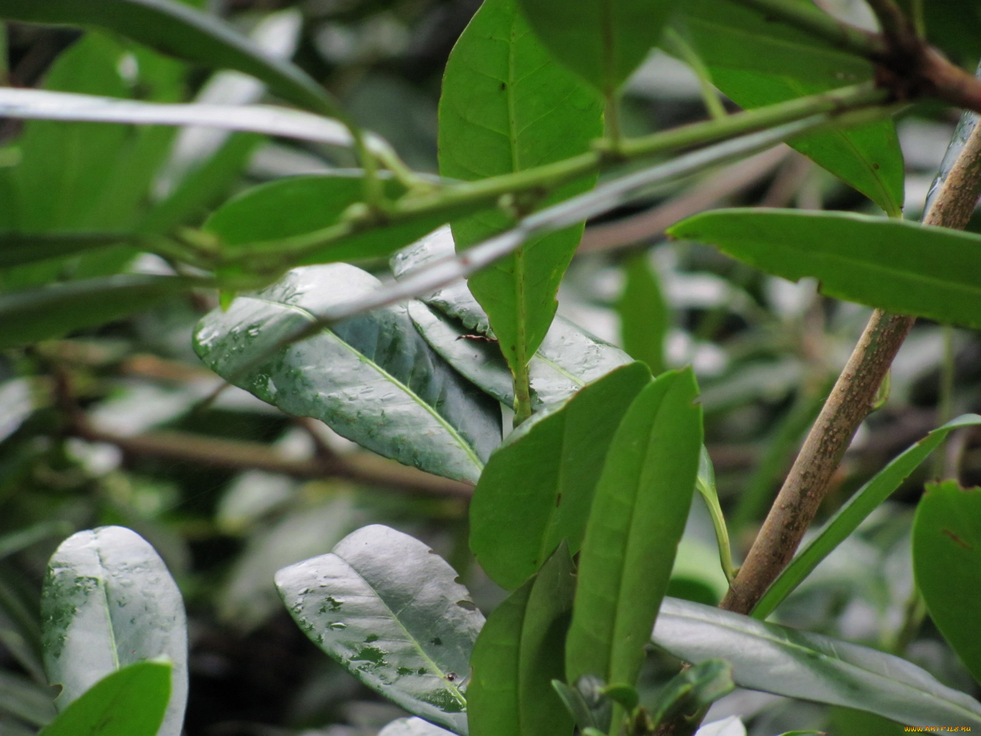 природа, листья, зеленые, капли