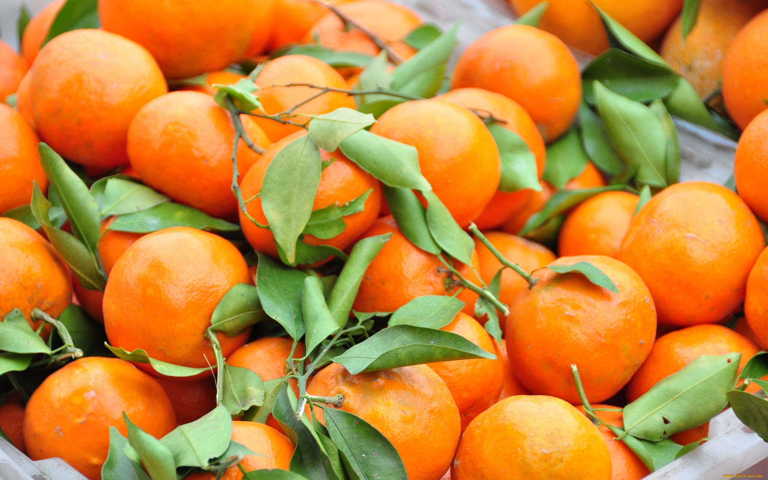 еда, цитрусы, мандарины