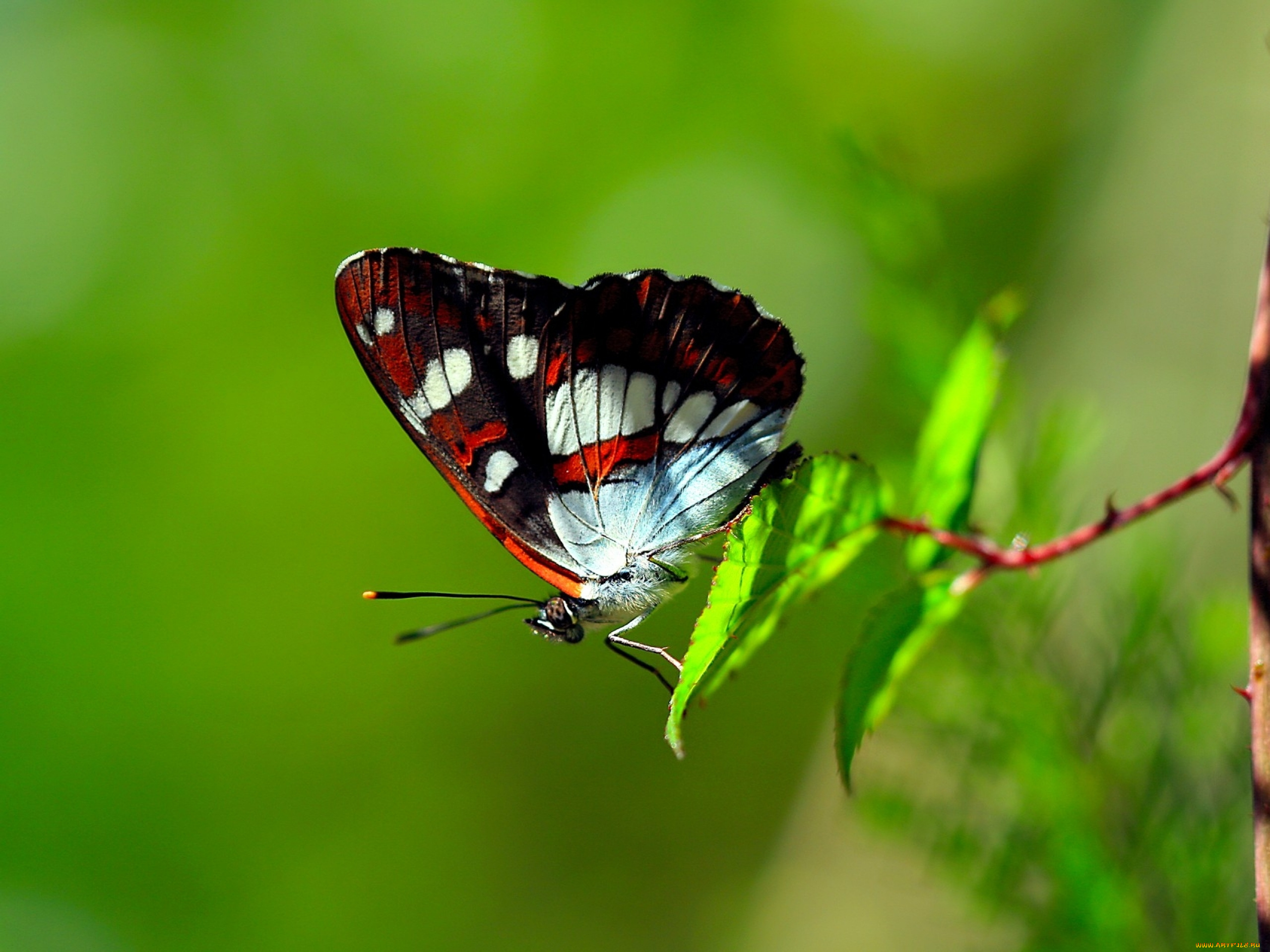 животные, бабочки, , мотыльки, , моли, бабочка, ветка, листья