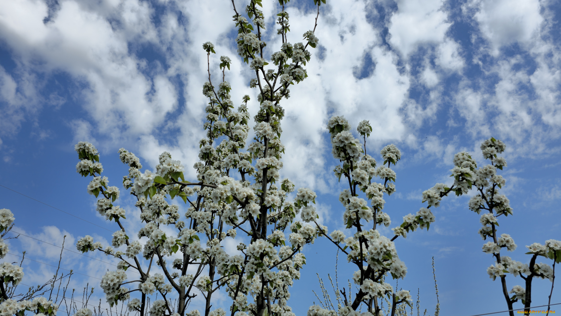 цветы, цветущие, деревья, , , кустарники, груша