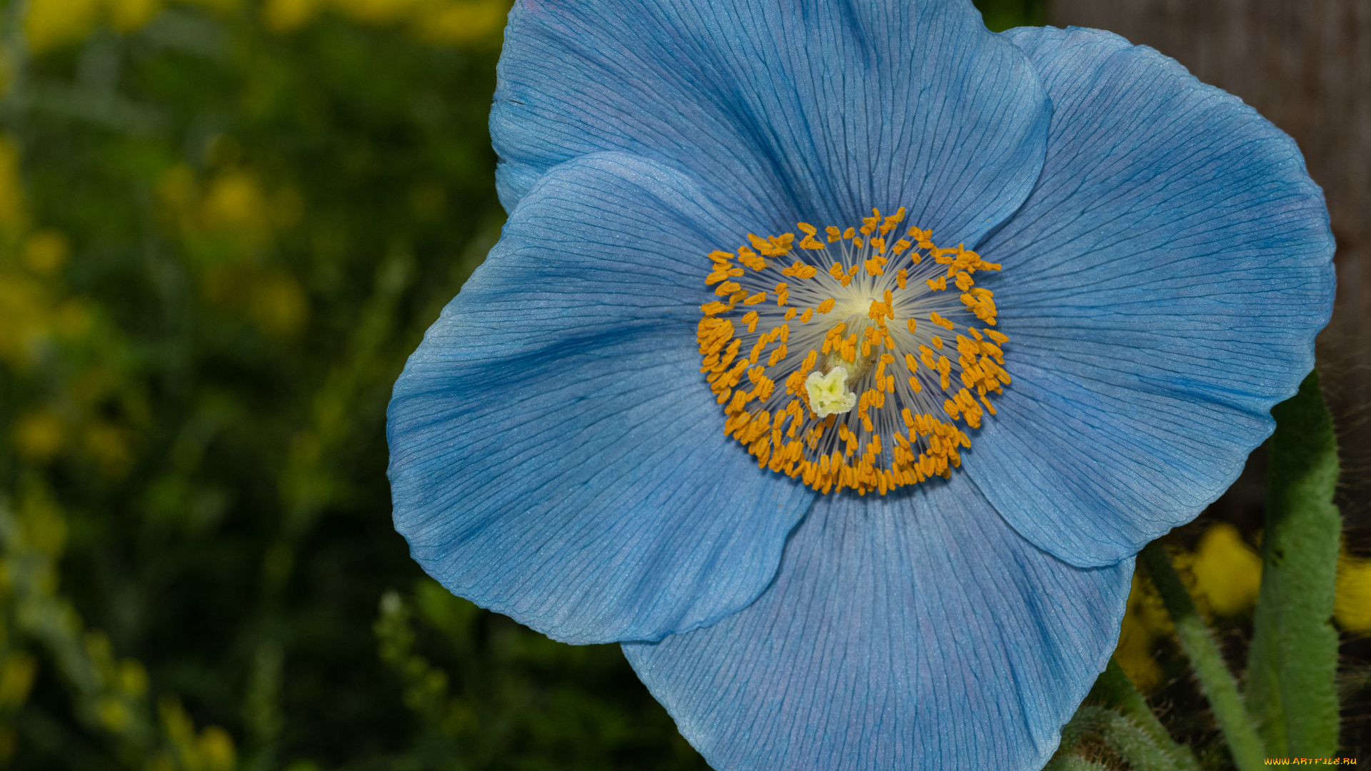 цветы, маки, голубой