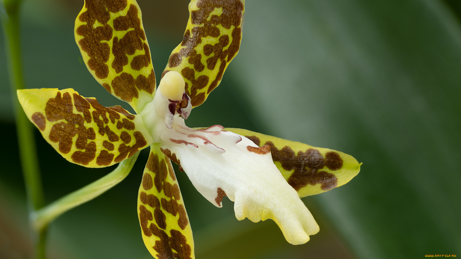 цветы, орхидеи, орхидея