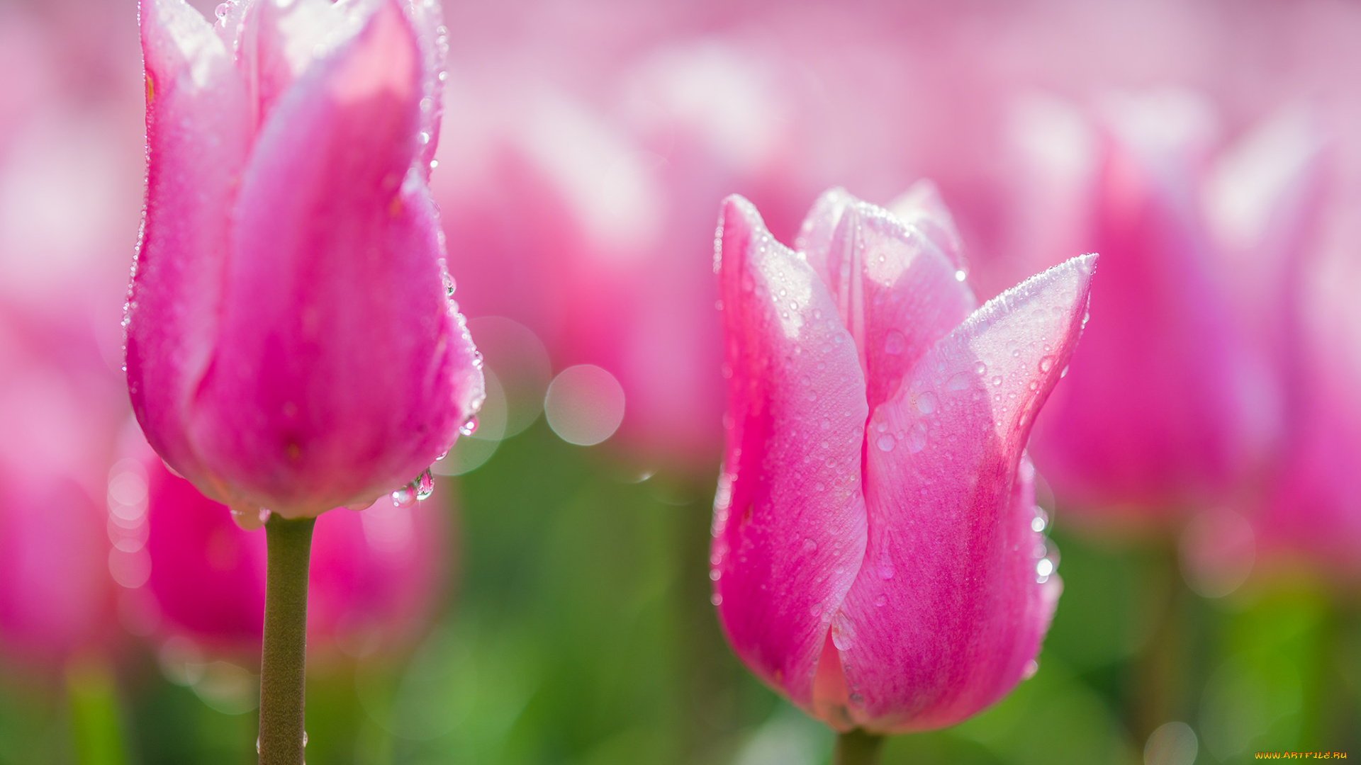 цветы, тюльпаны