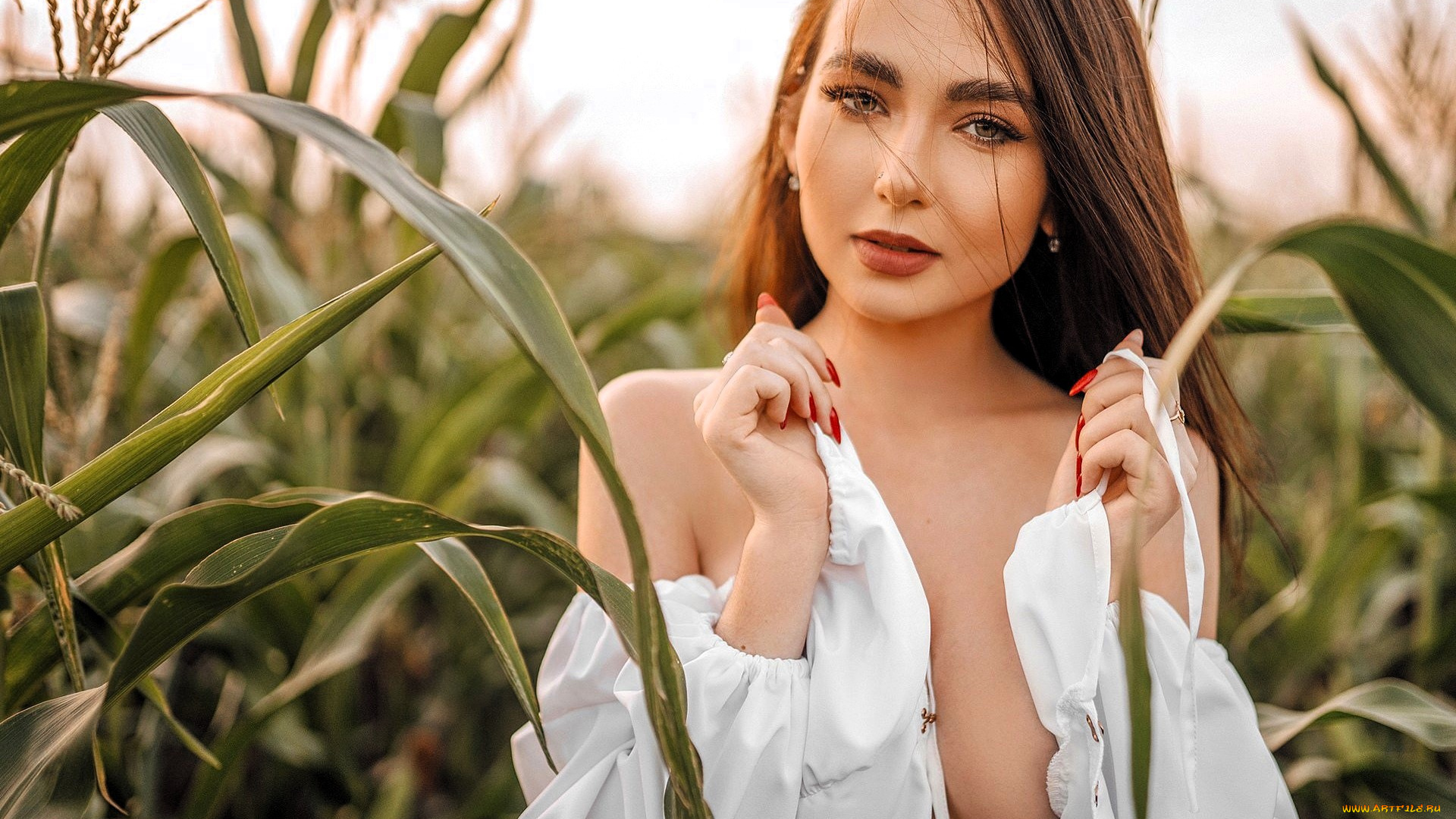 девушки, -, брюнетки, , шатенки, шатенка, блузка, декольте, поле, кукуруза