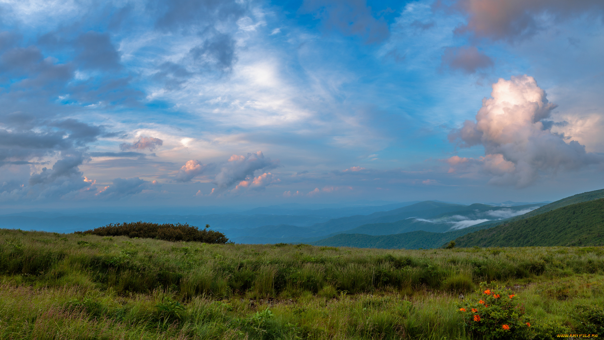 природа, луга, пейзаж