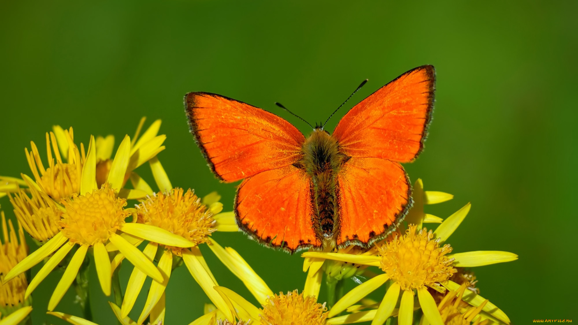 животные, бабочки, , мотыльки, , моли, бабочка